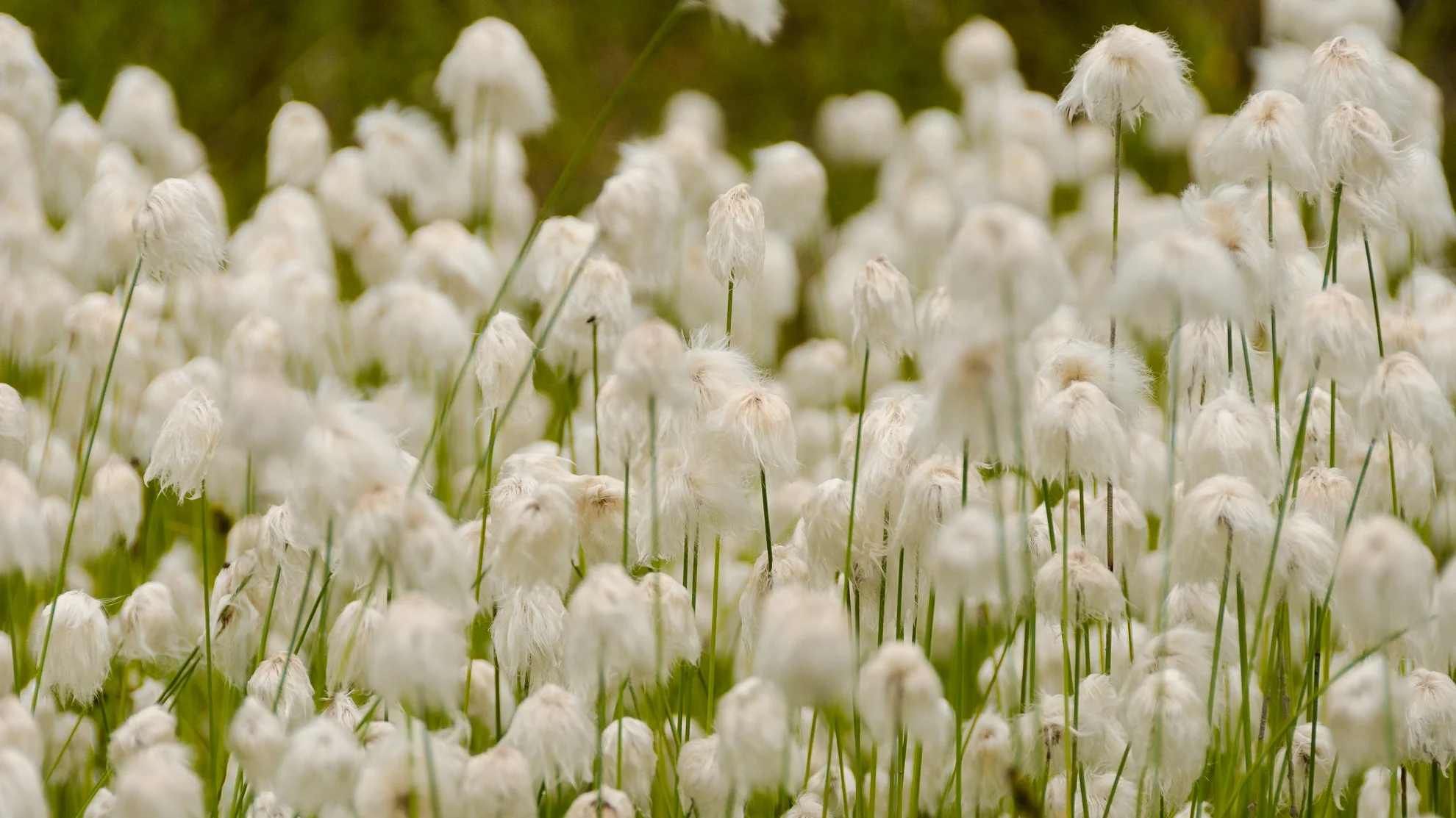 Alaska+Cotton+Plant+Hatcher+Pass+Alaska+Landscape+Hikes+Near+Anchorage+Photographer+Miranda+Kelton+Photography-12.jpg