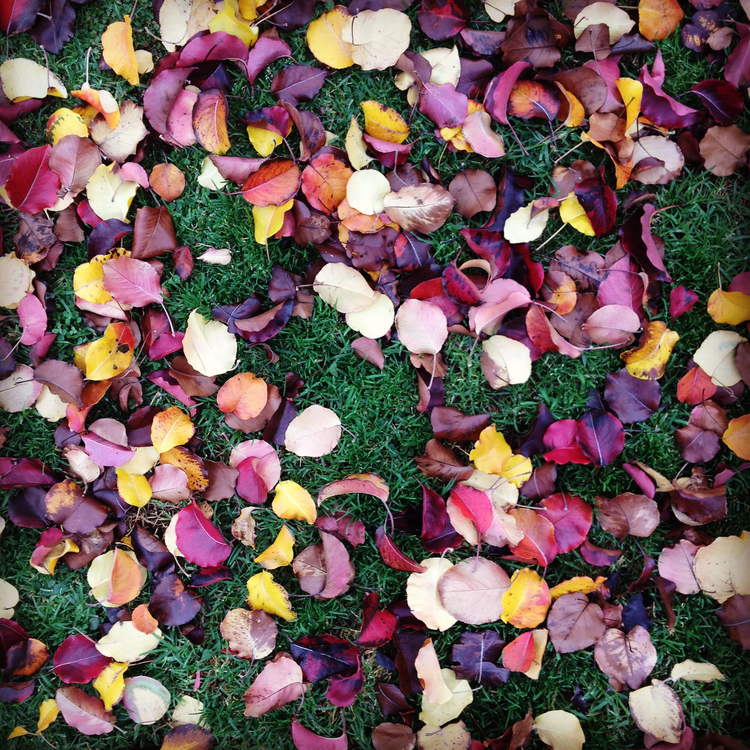 color palette inspiration