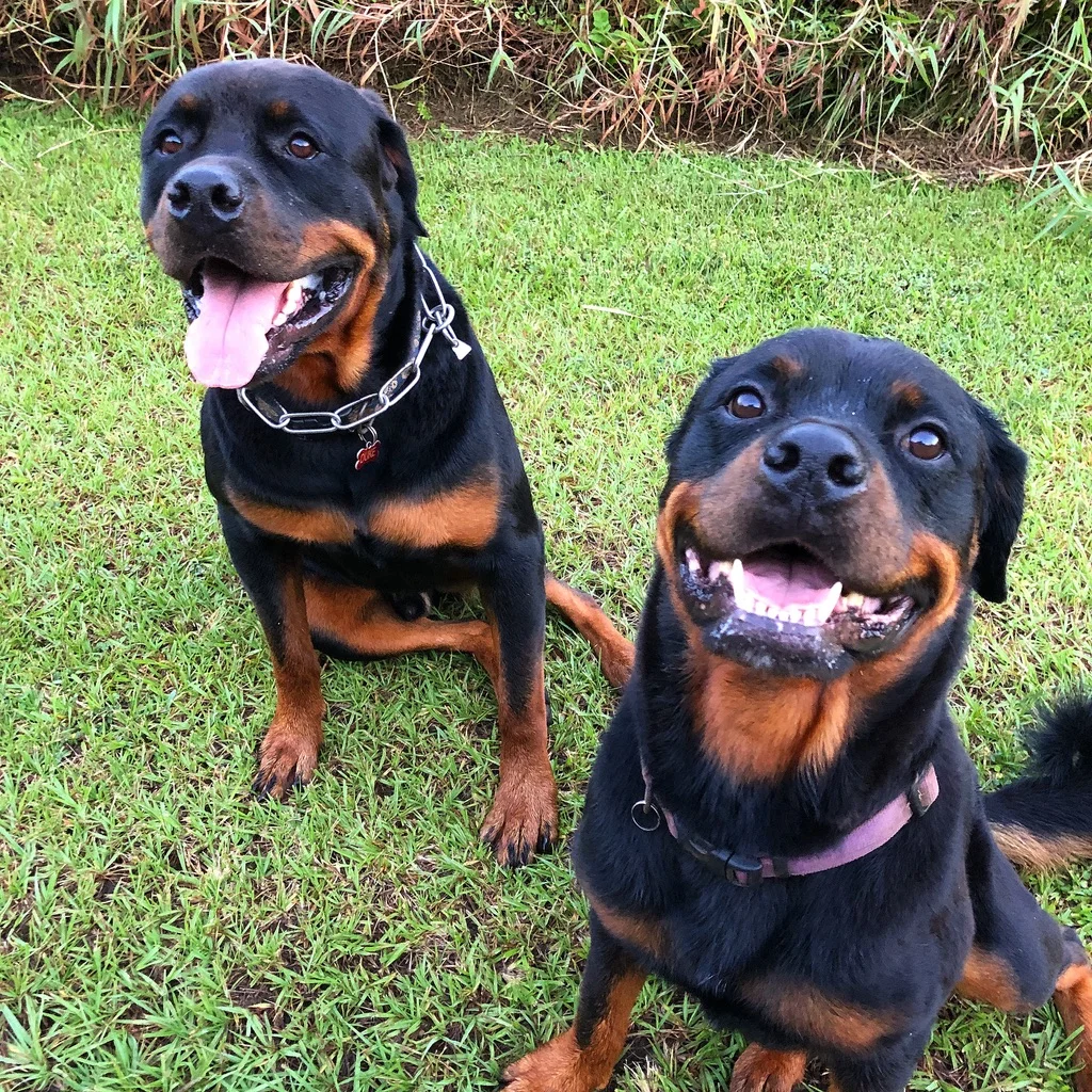 Shop Dogs off duty as security specialists during the morning walk. Duke and Bella, its hard to get them to sit for the photoshoot hahahhaha Rick sTrini