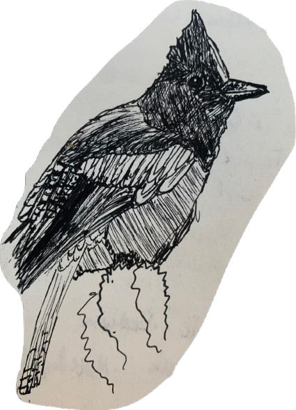 stellarsjay1-removebg-preview.png