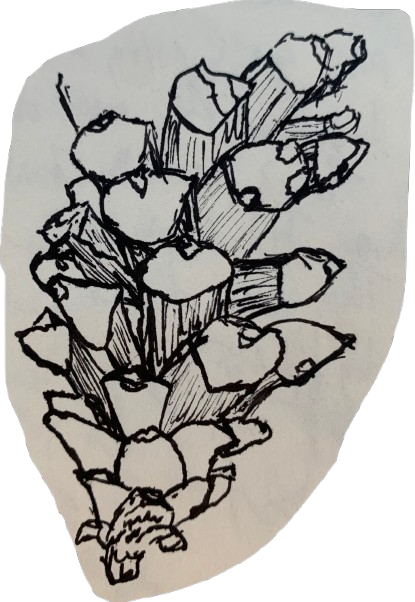 pinecone1-removebg-preview.png