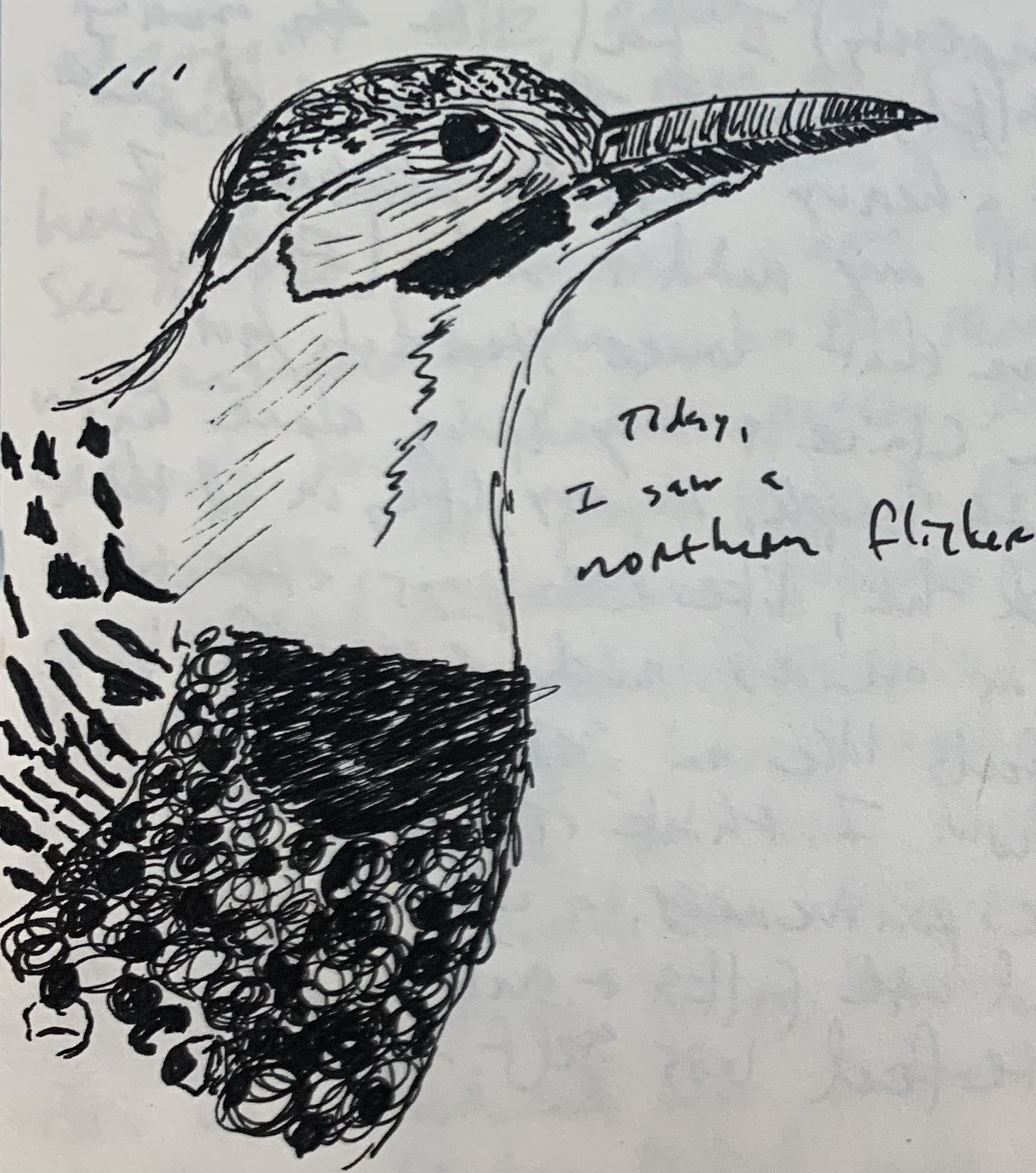 northernflicker1.jpg