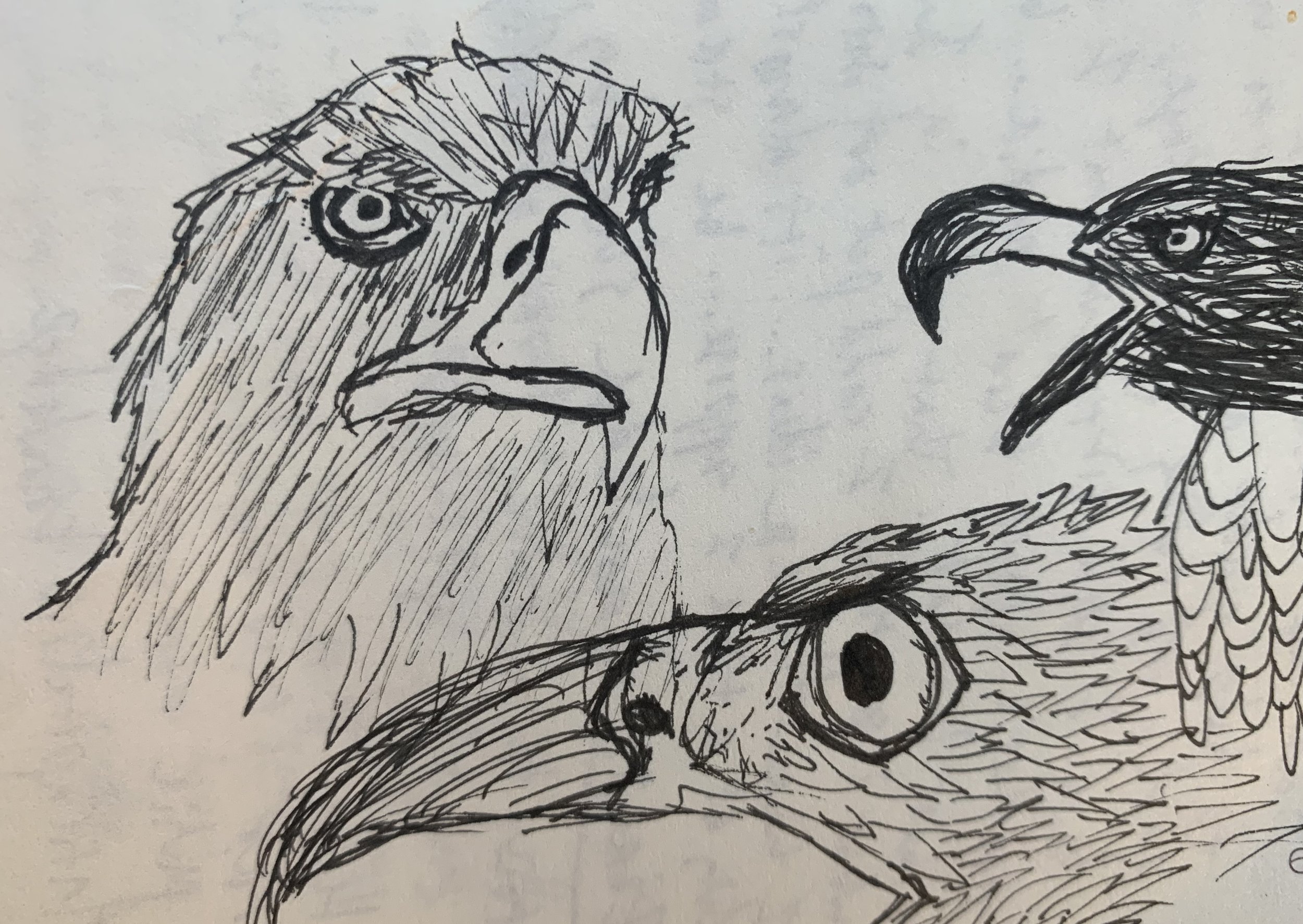 angryeagles1.jpg