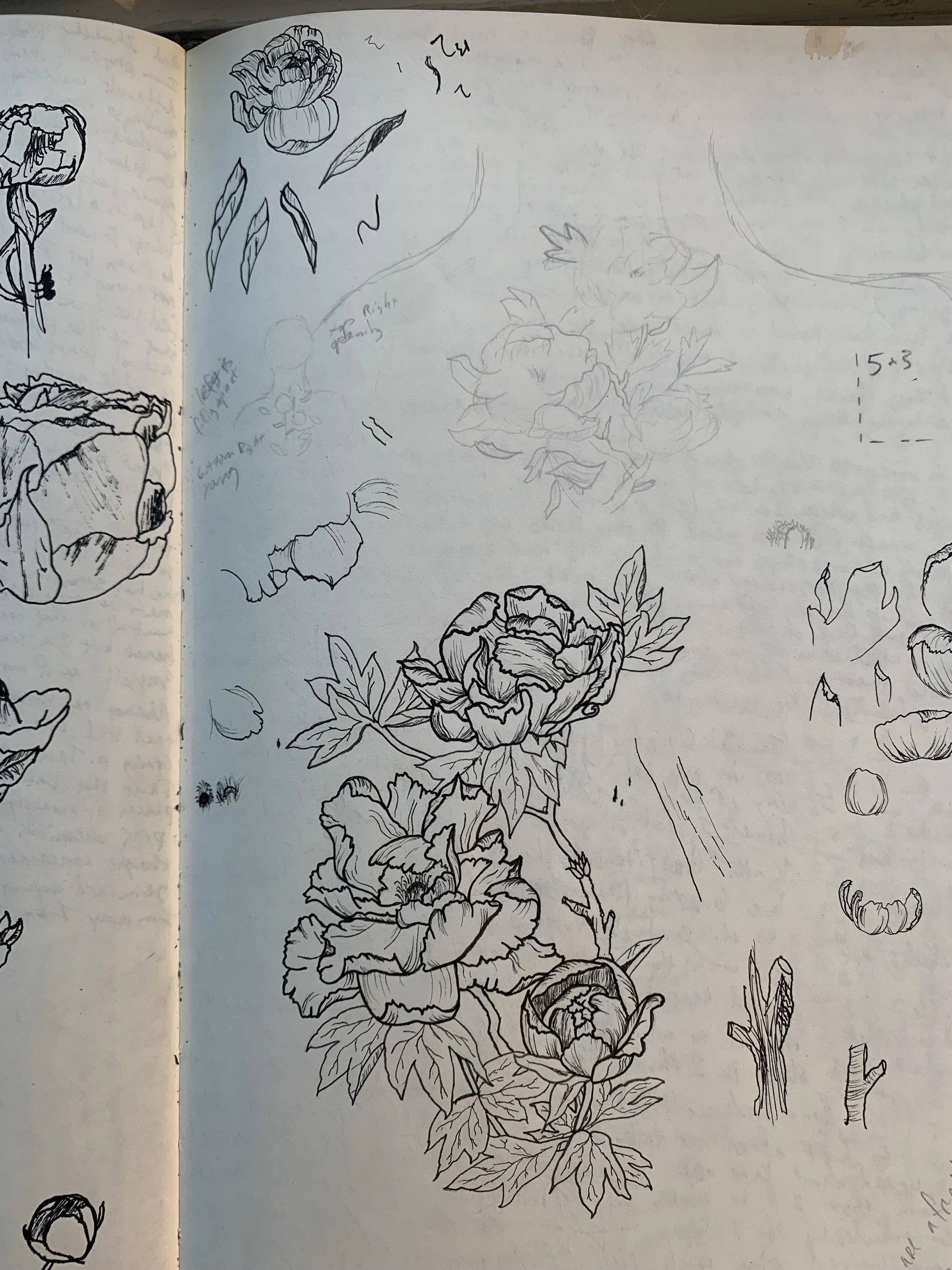 peonies sketches.jpg