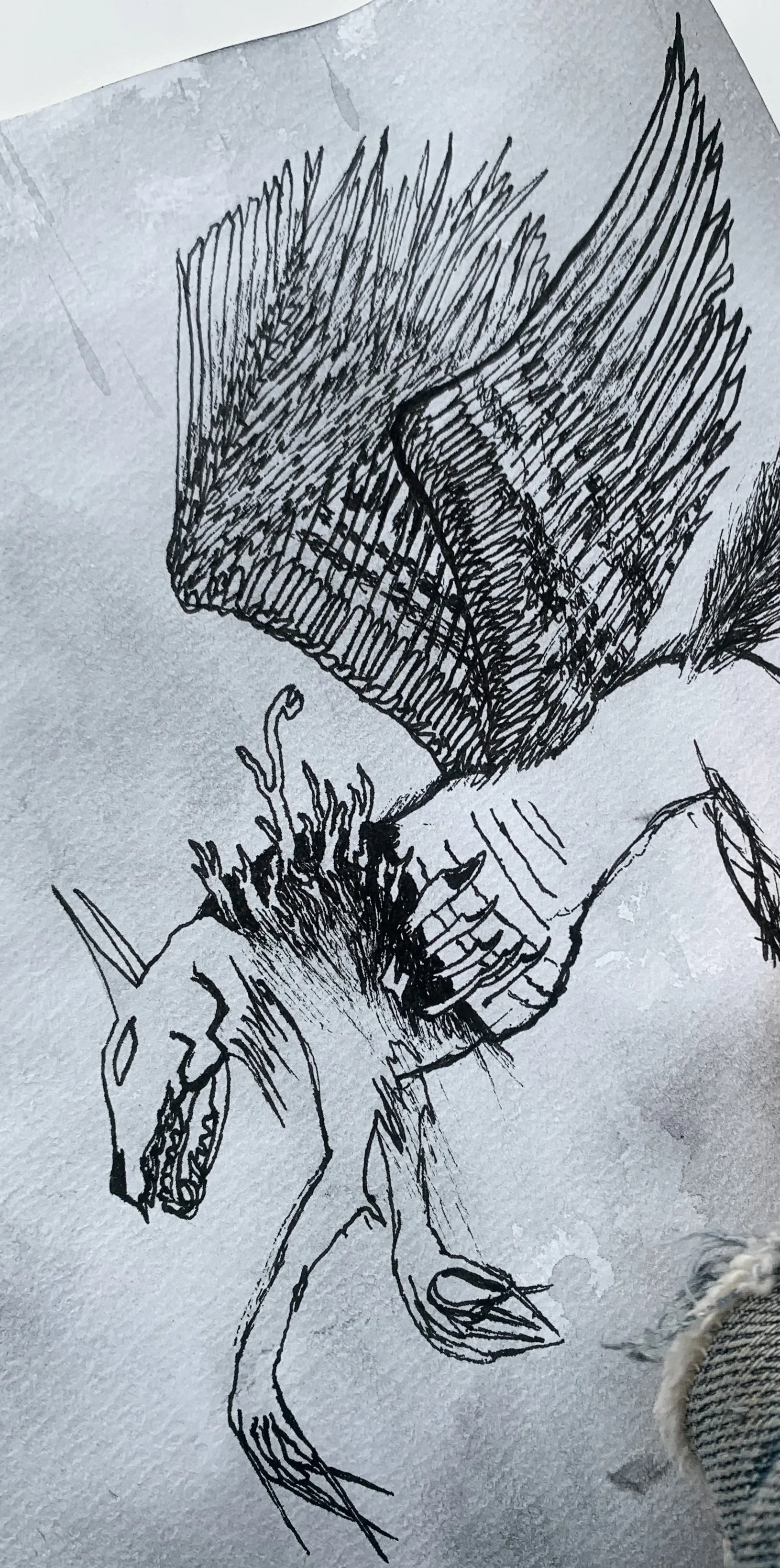 critter3.jpeg
