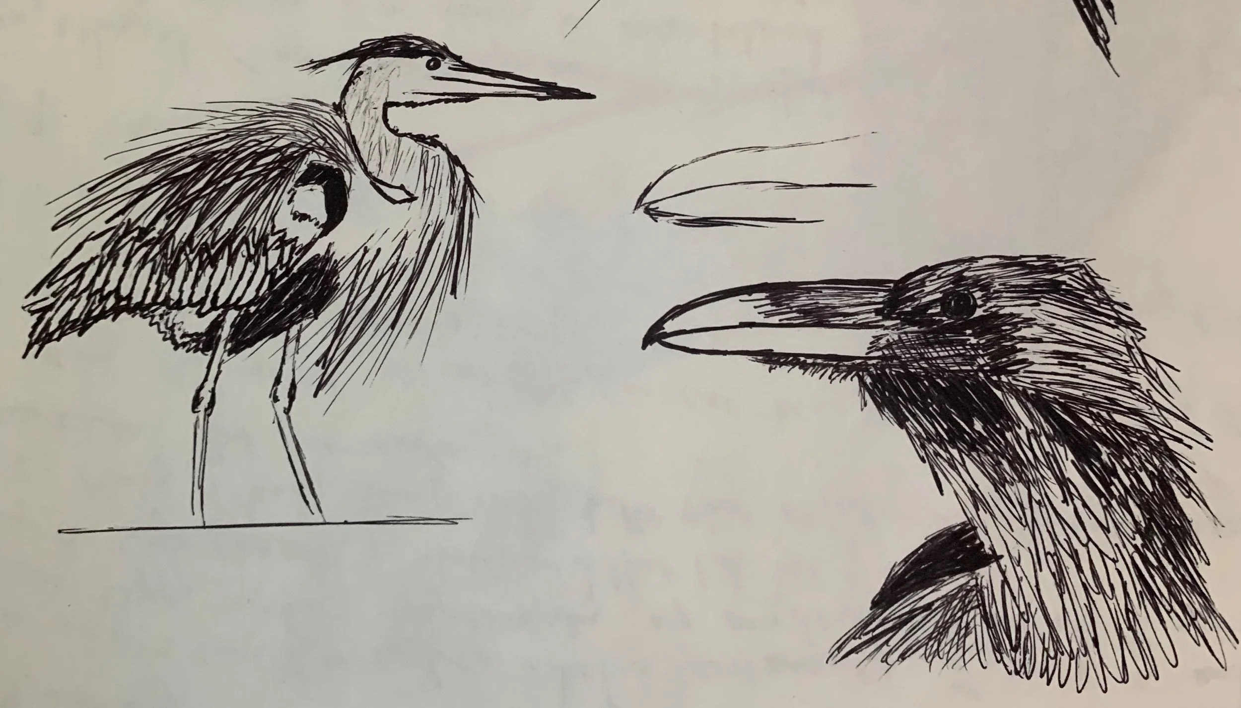 heron raven.jpeg