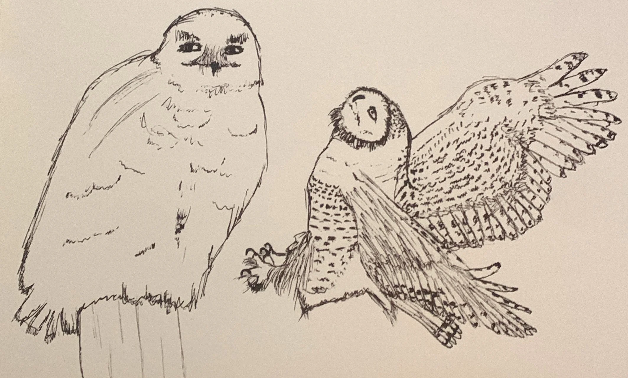 snowy owls.jpeg