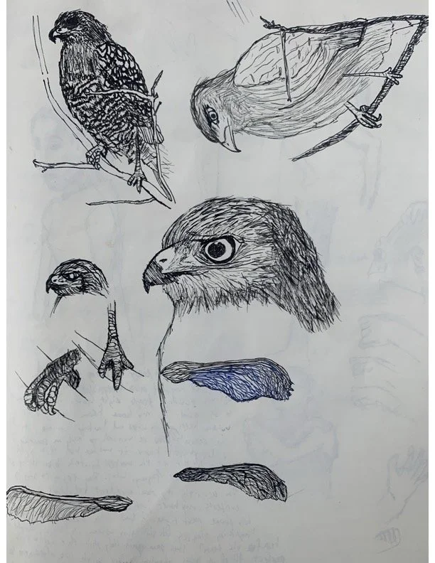 hawks and maple seeds.jpg