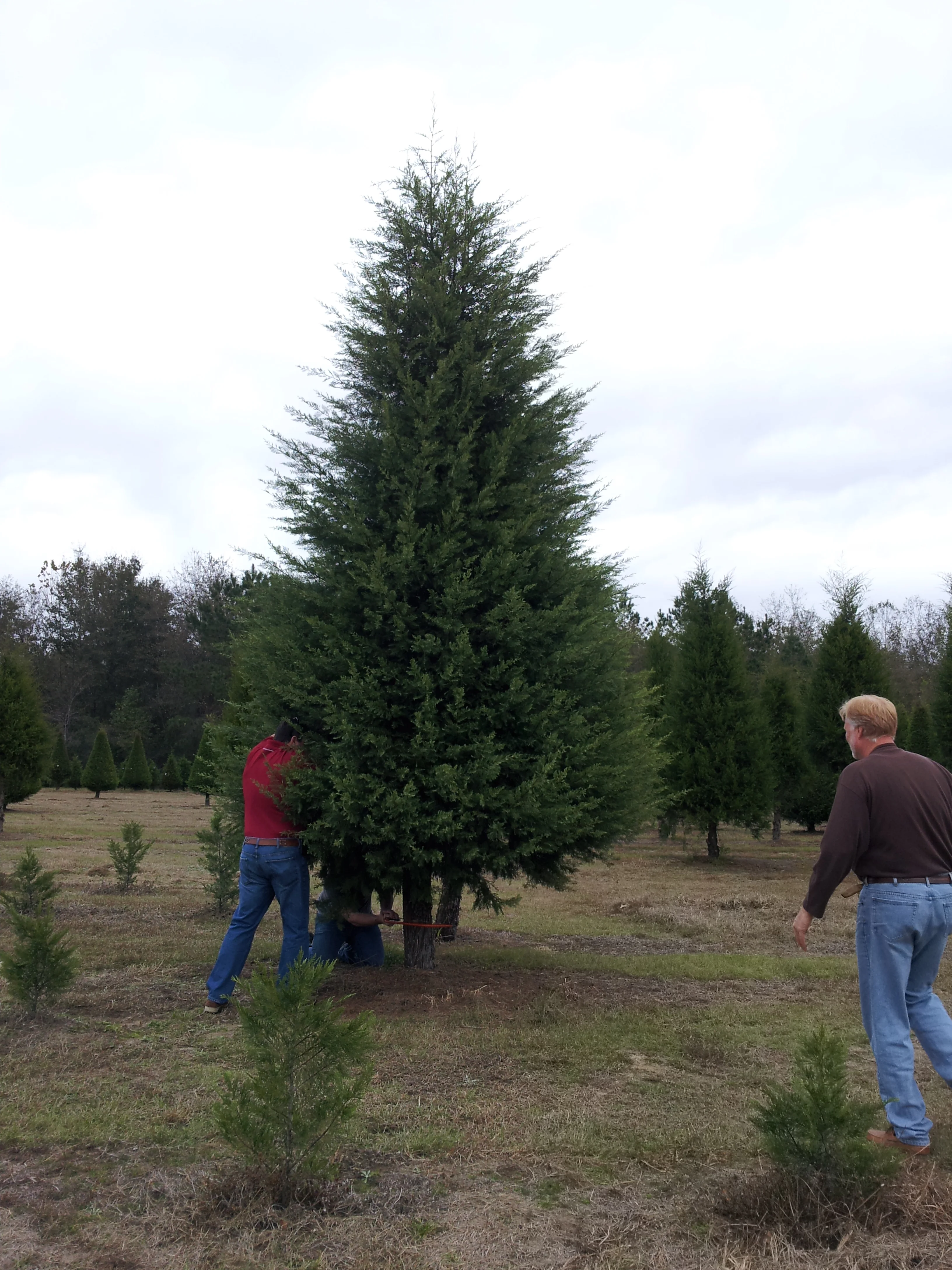 Cutting Big Tree.jpg