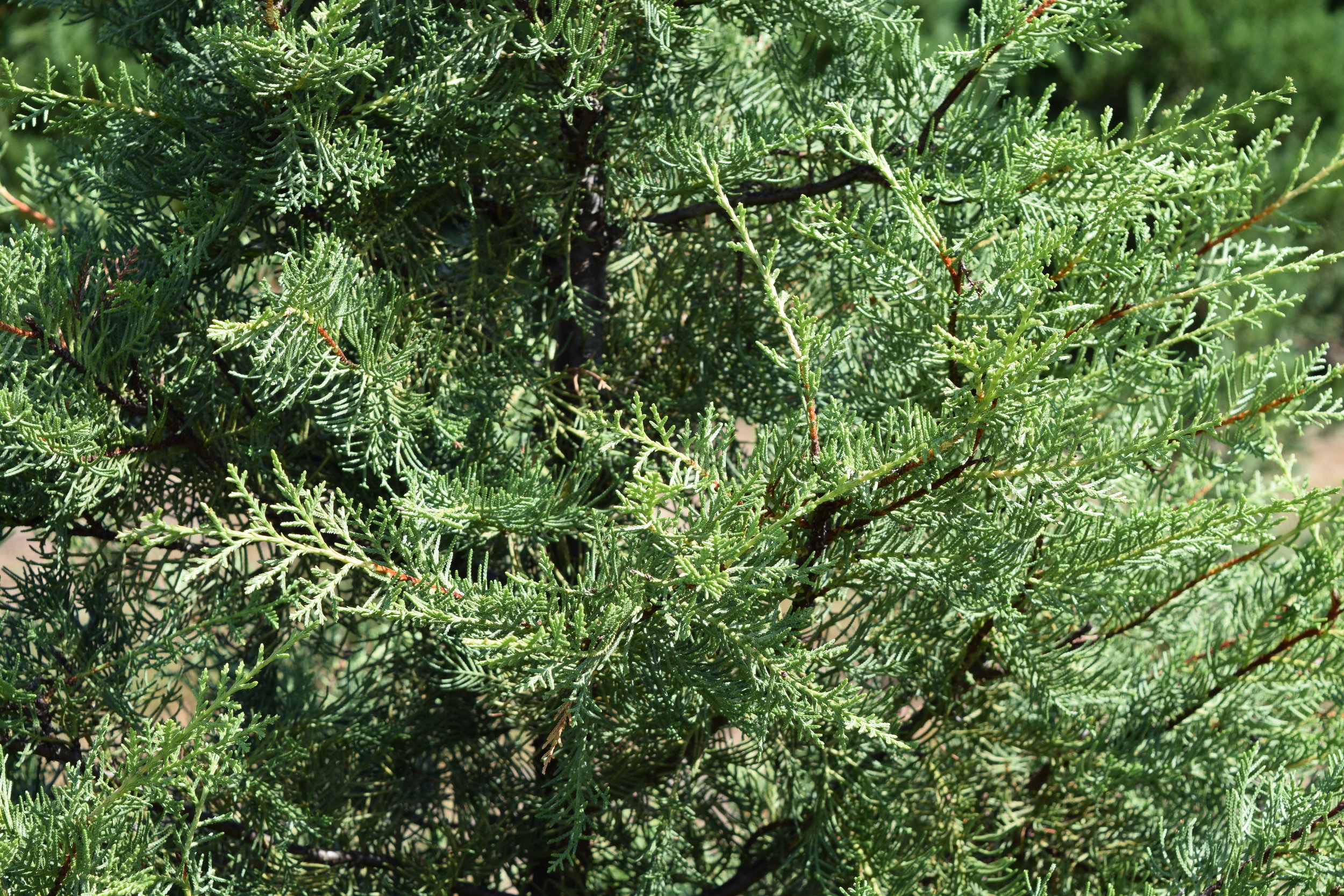 Clemson Greenspire Foliage