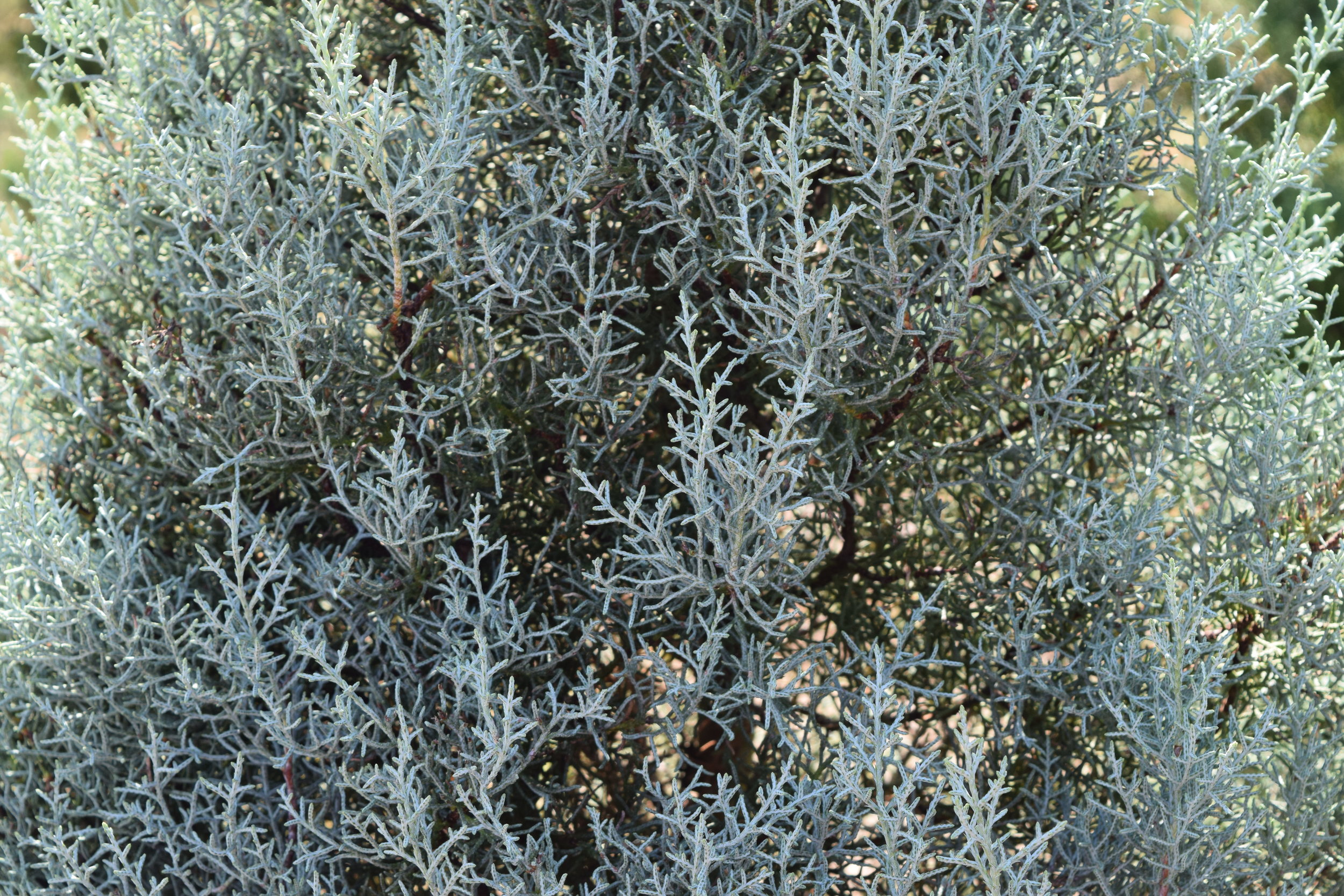 Blue Ice Foliage