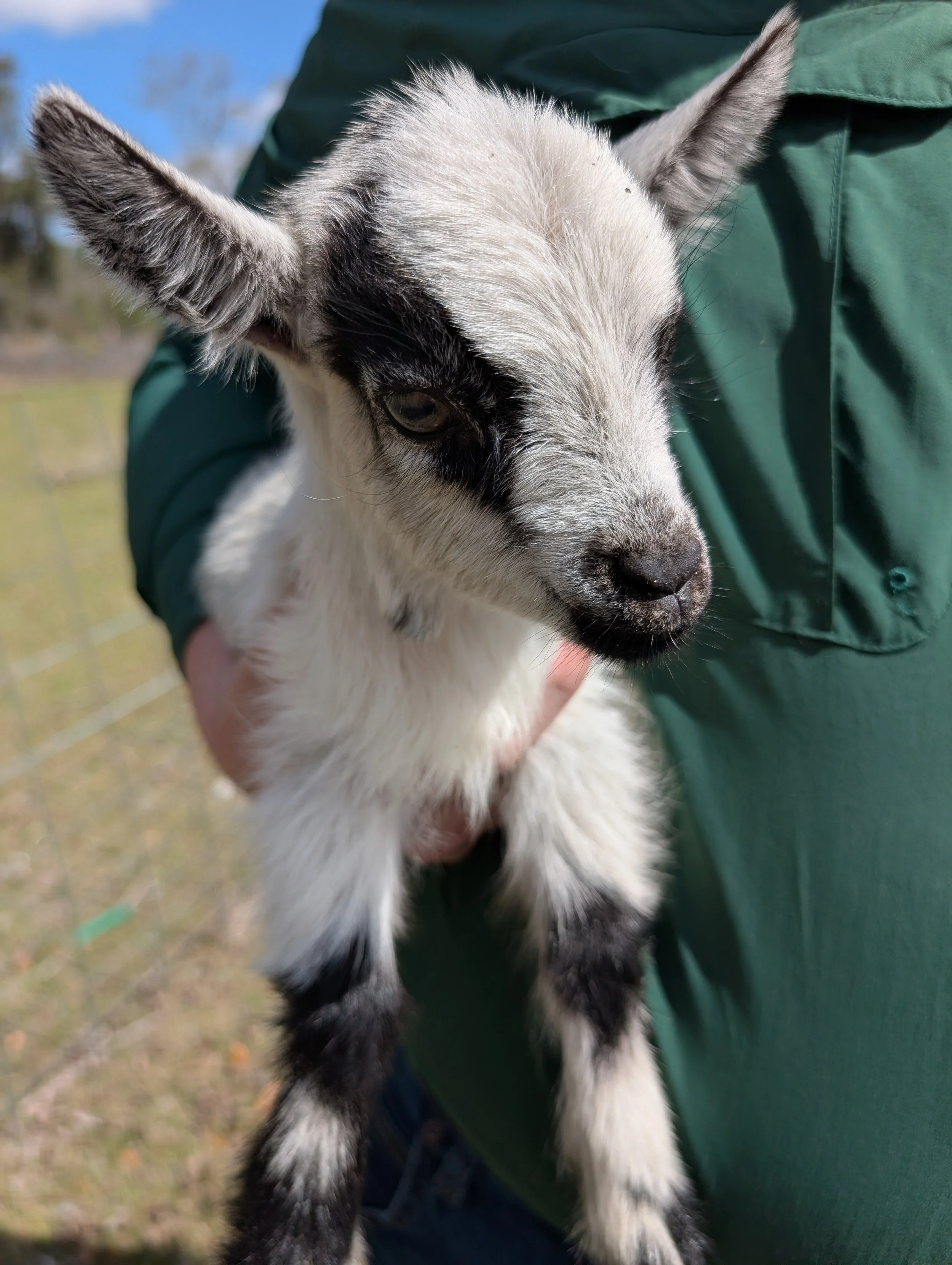 Baby Goats to Hold