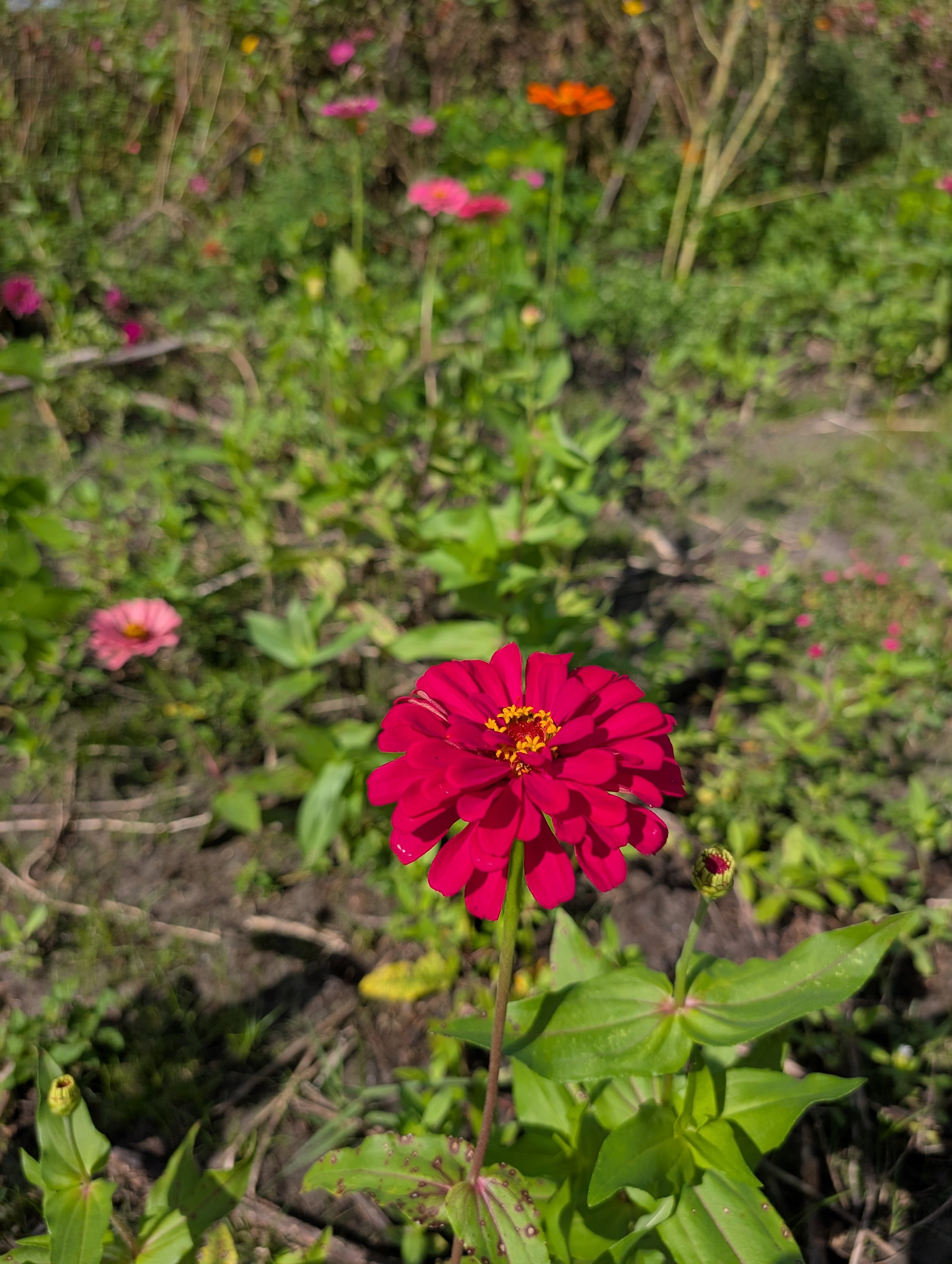 Zinnias for Photos and Cutting