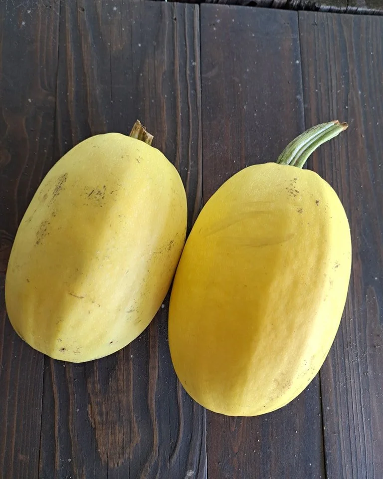Spaghetti Squash - Farm Stand