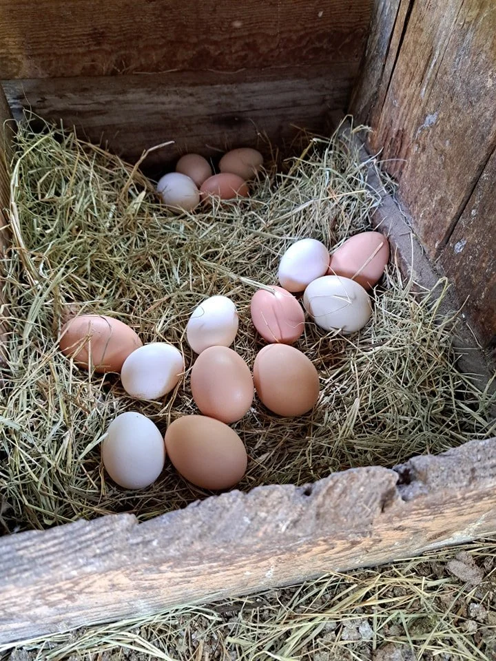 Fresh Eggs - Farm Stand