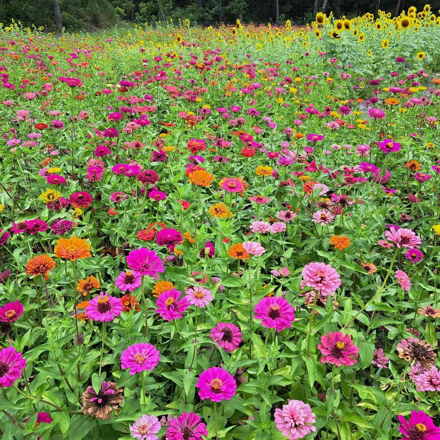 U-Cut Zinnias