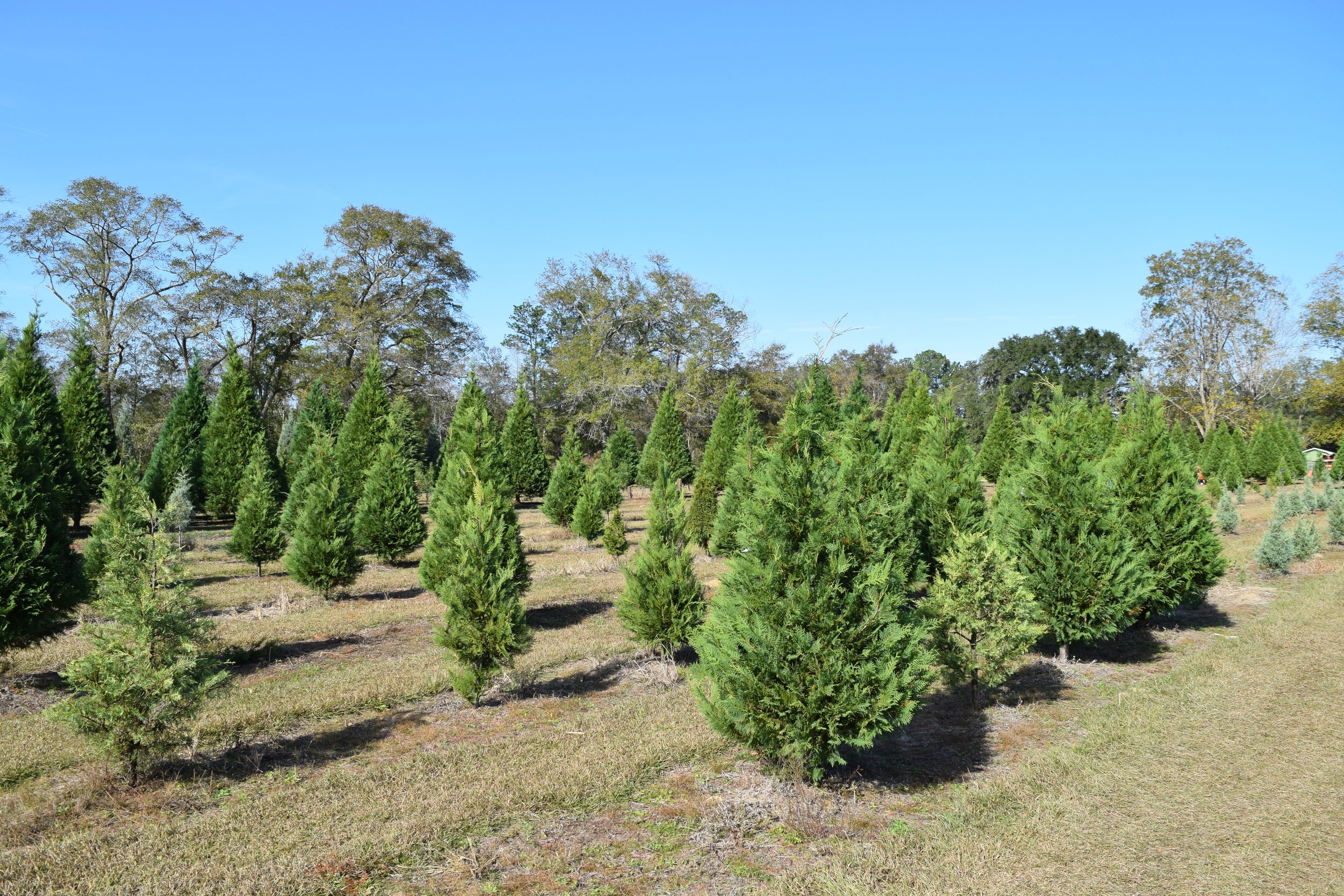 Christmas at the Farm