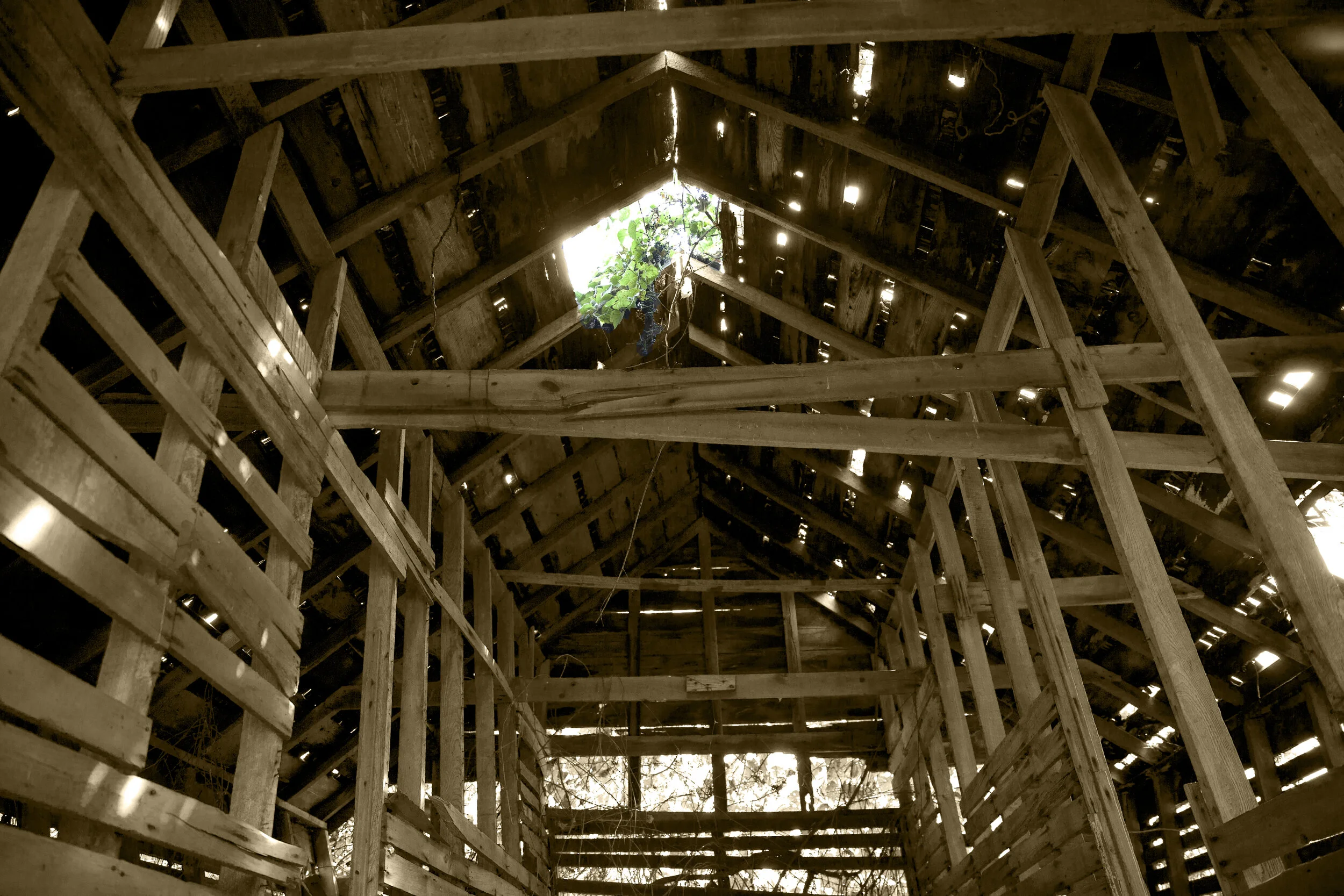 Connelly_Rhonda_T_7098.jpg