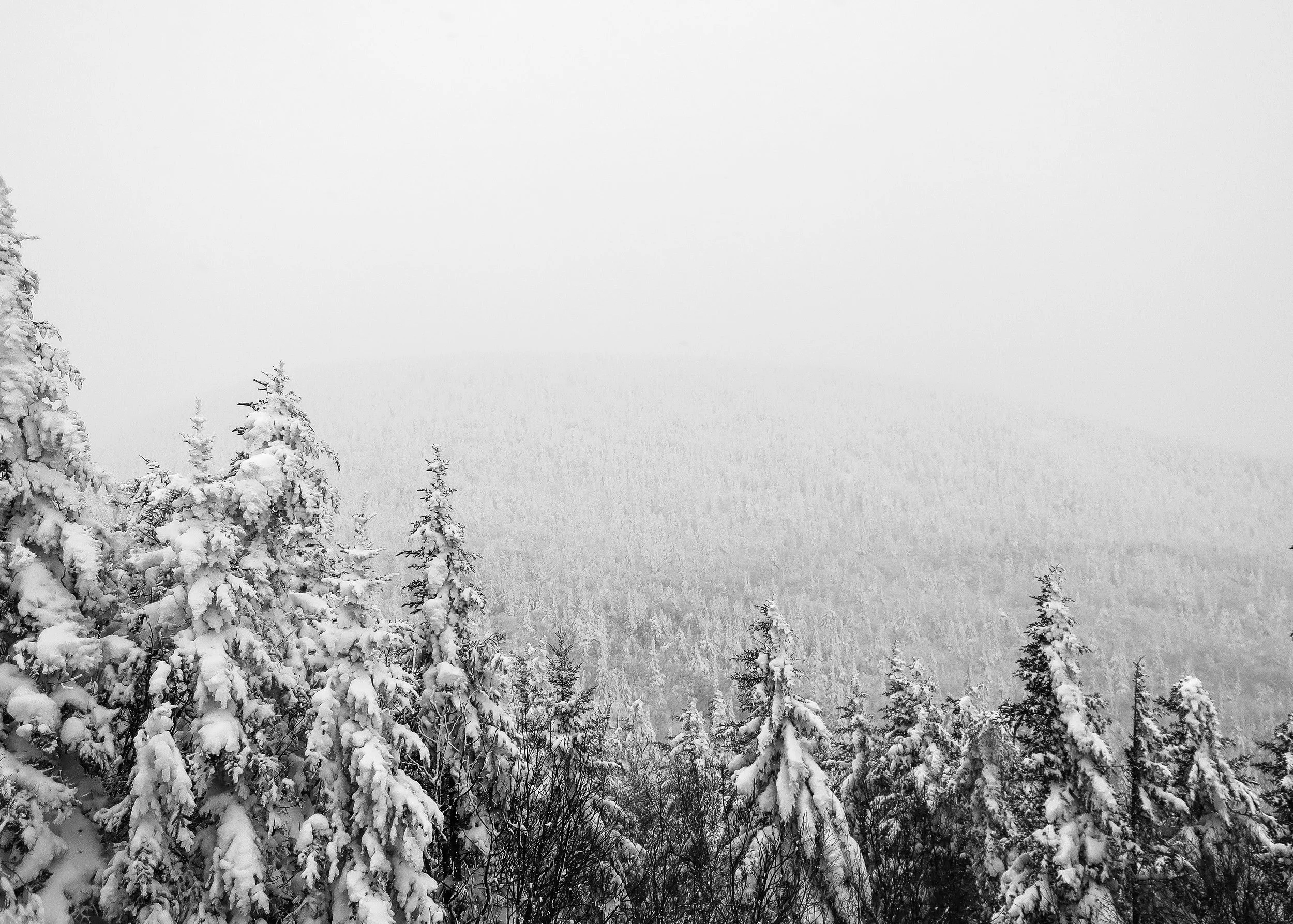 Snow Trees - 199 Days
