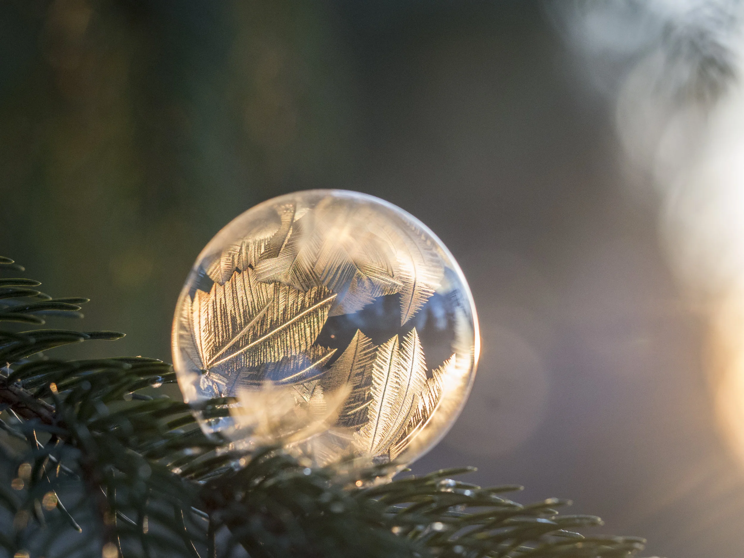 Frost Bubble