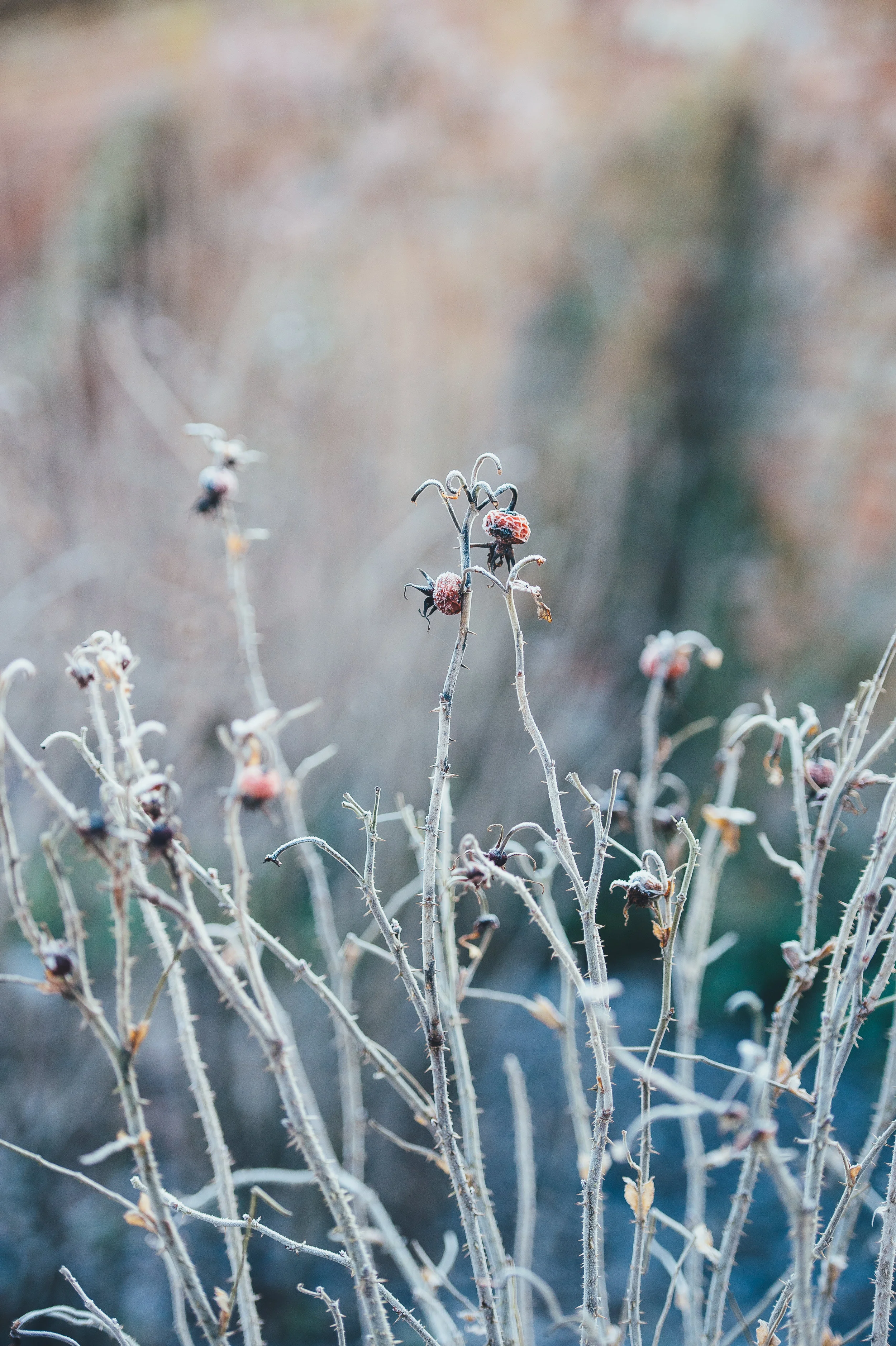 Berry Frost