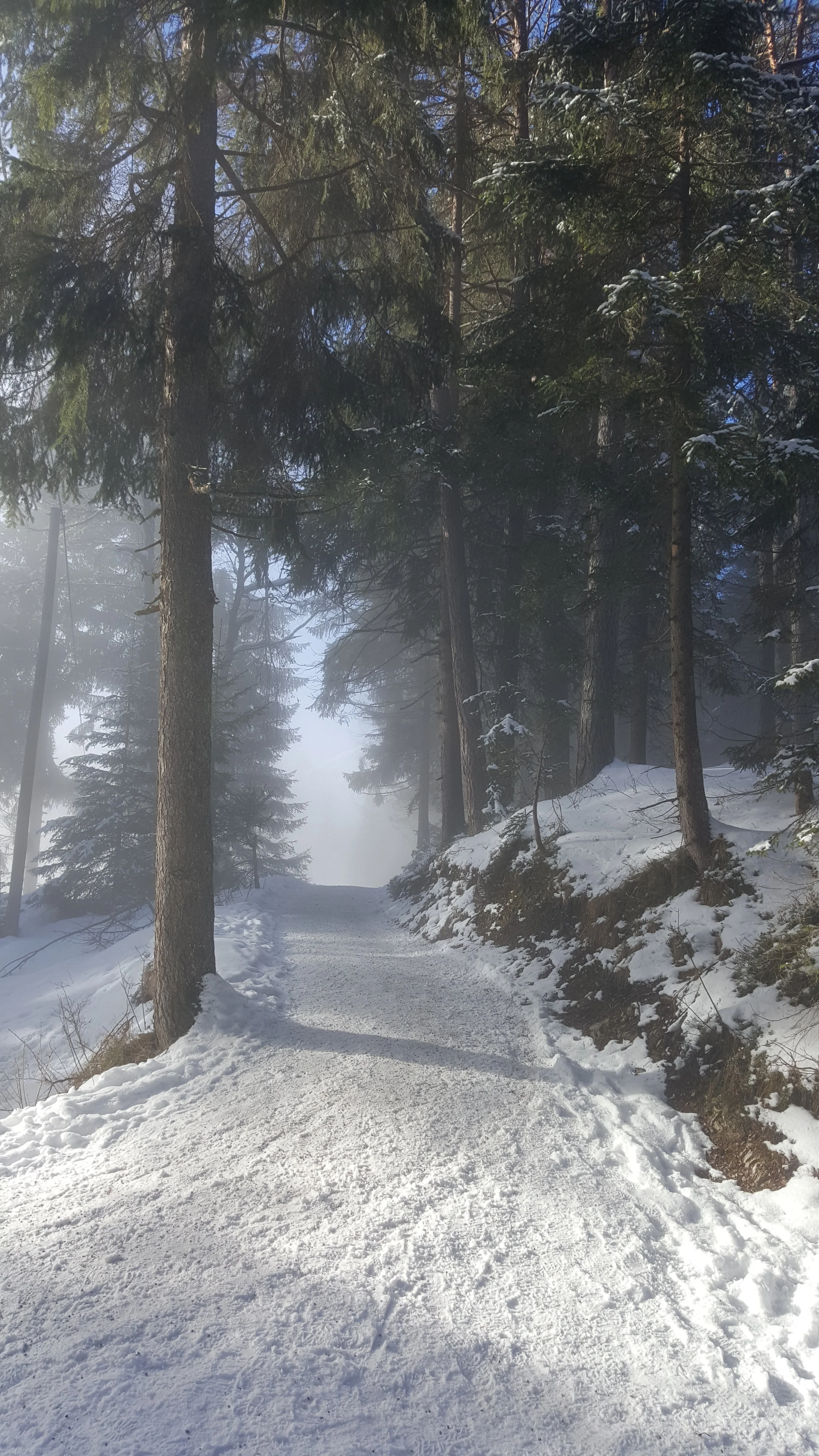 Into the Mist