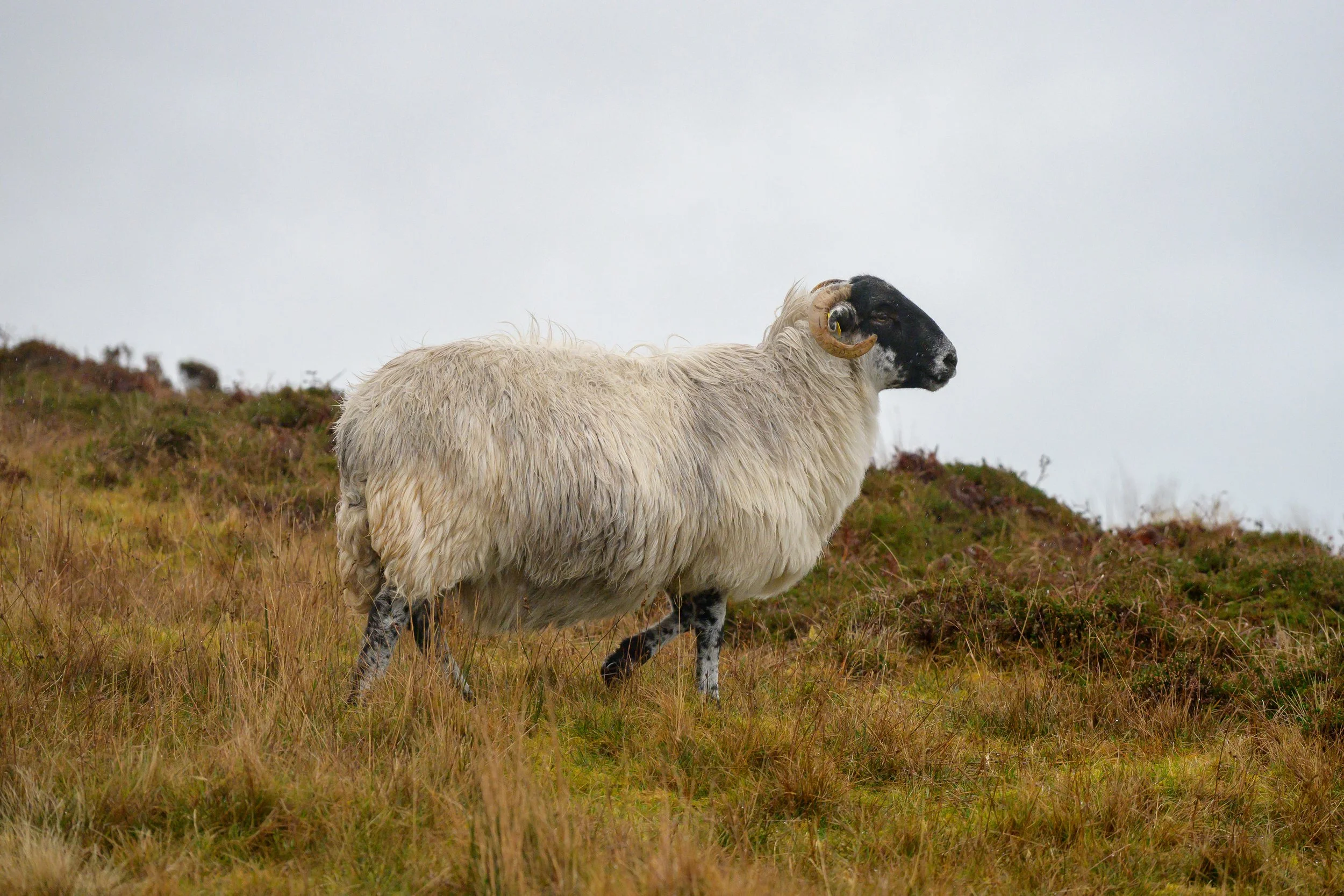 DSC_6645.jpg