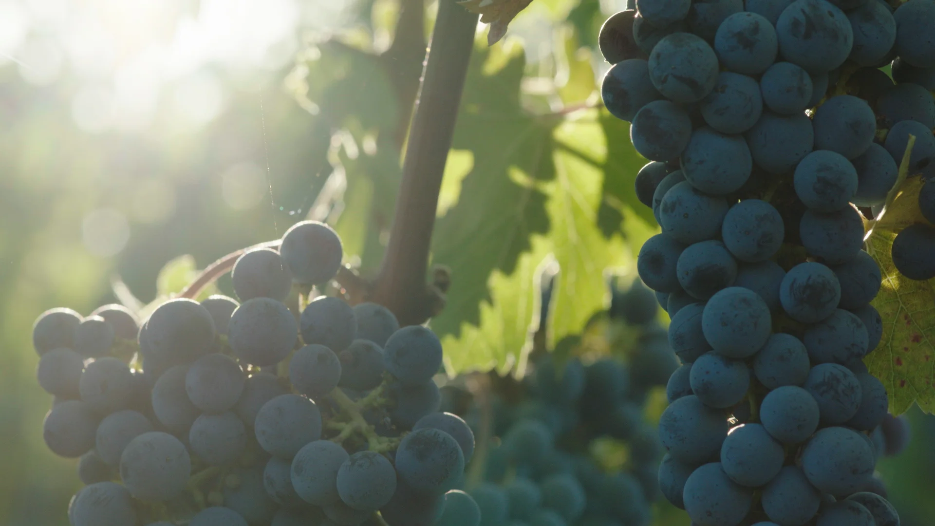 Grape Cluster 1.jpg