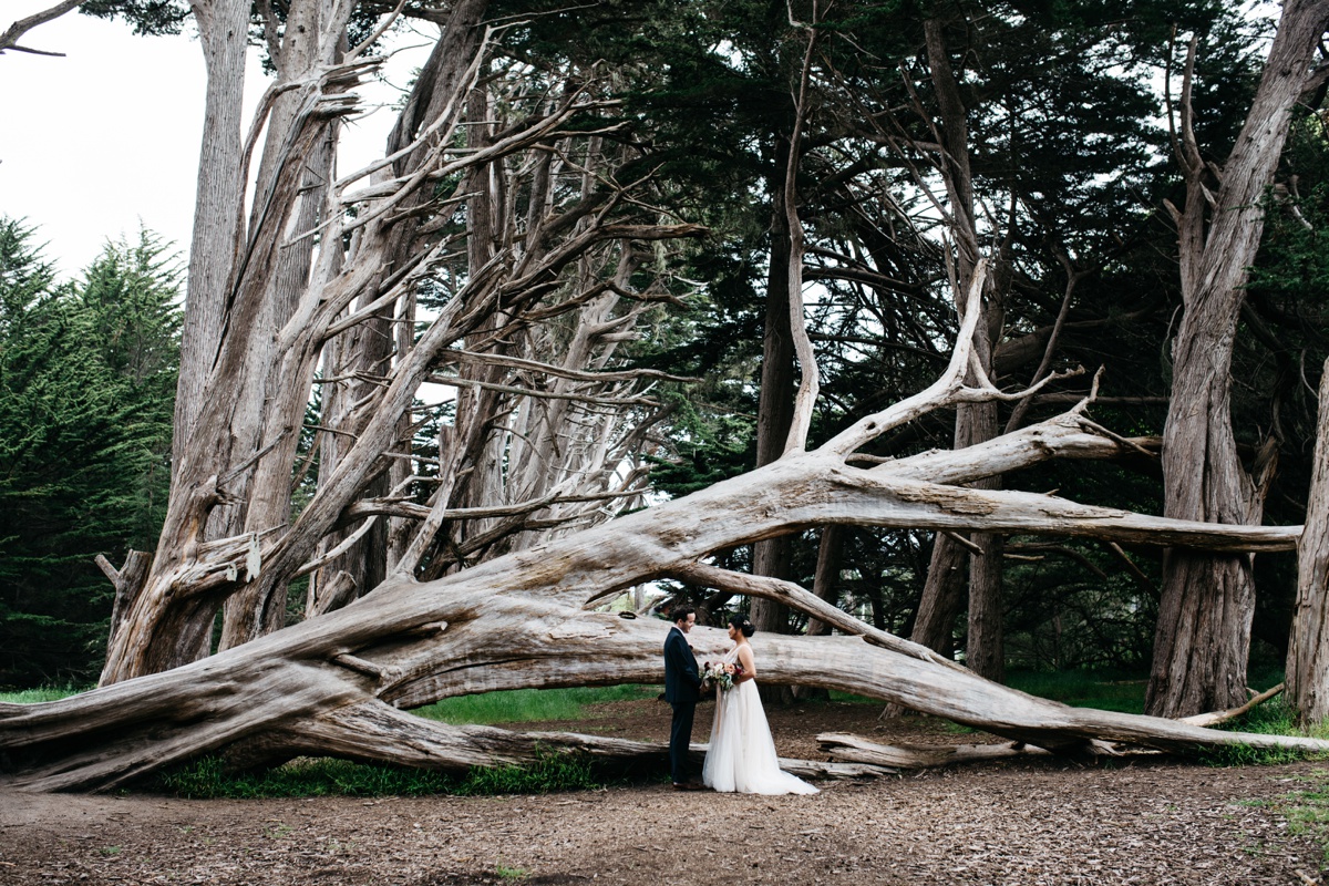 Shelldance Orchid Gardens wedding, Shelldance Orchid Gardens wedding photo, Pacifica wedding photographer, sf bay area wedding photography, northern california wedding photographer