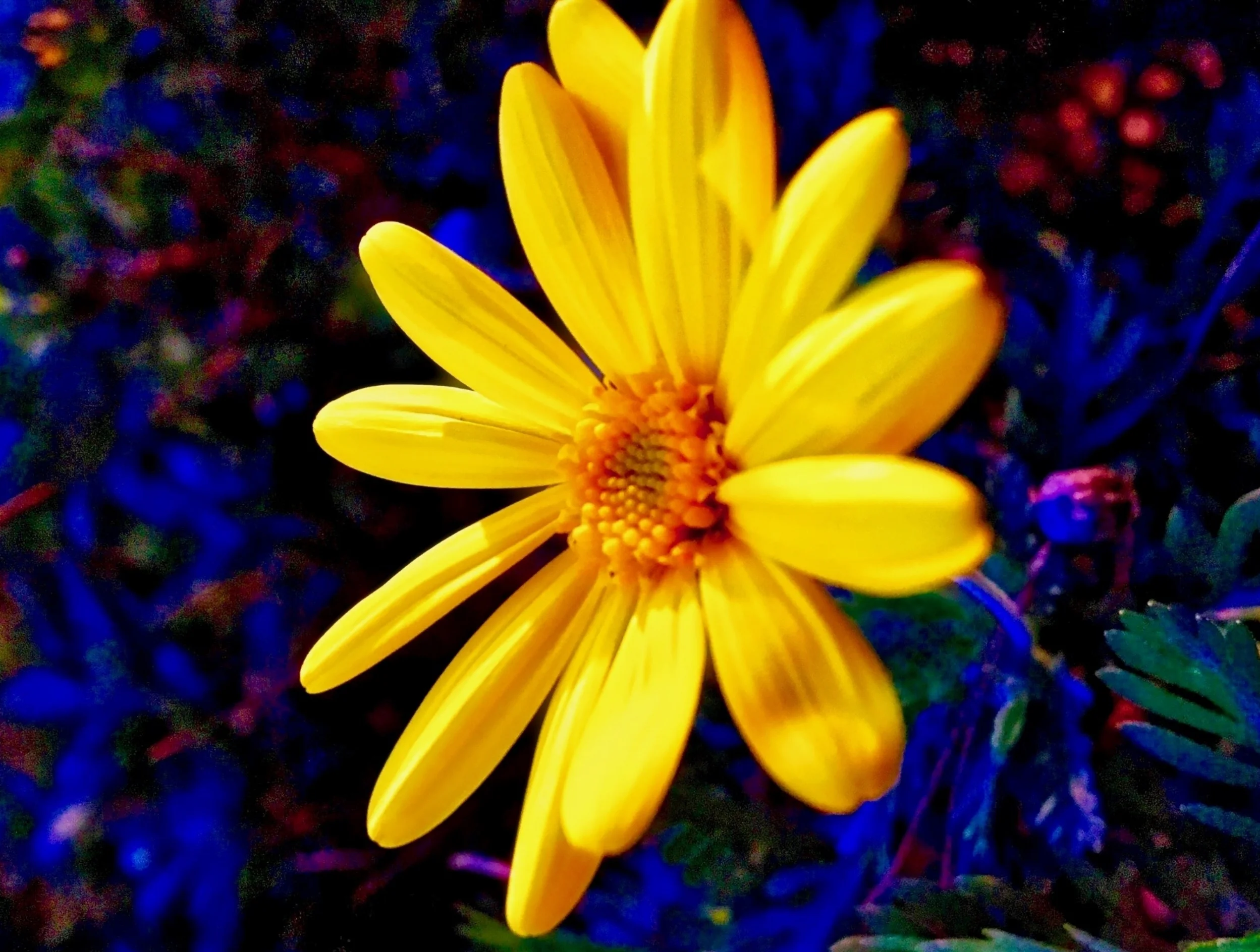 Aura Release Sessions clear your chakras of emotional blocks from this life as well as past lives. These past life readings are very powerful healing sessions.