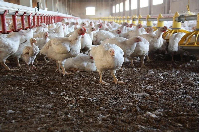Poultry Workers Suffer in Poor Conditions