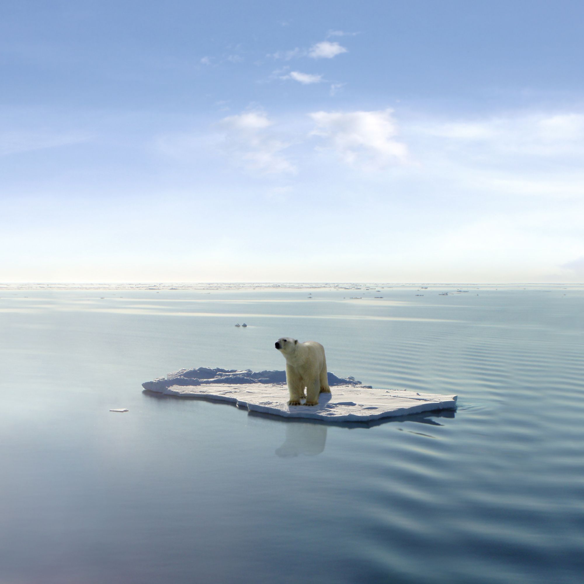 A polar bear managed to get on one of the last ice floes floating in the Arctic sea..jpg