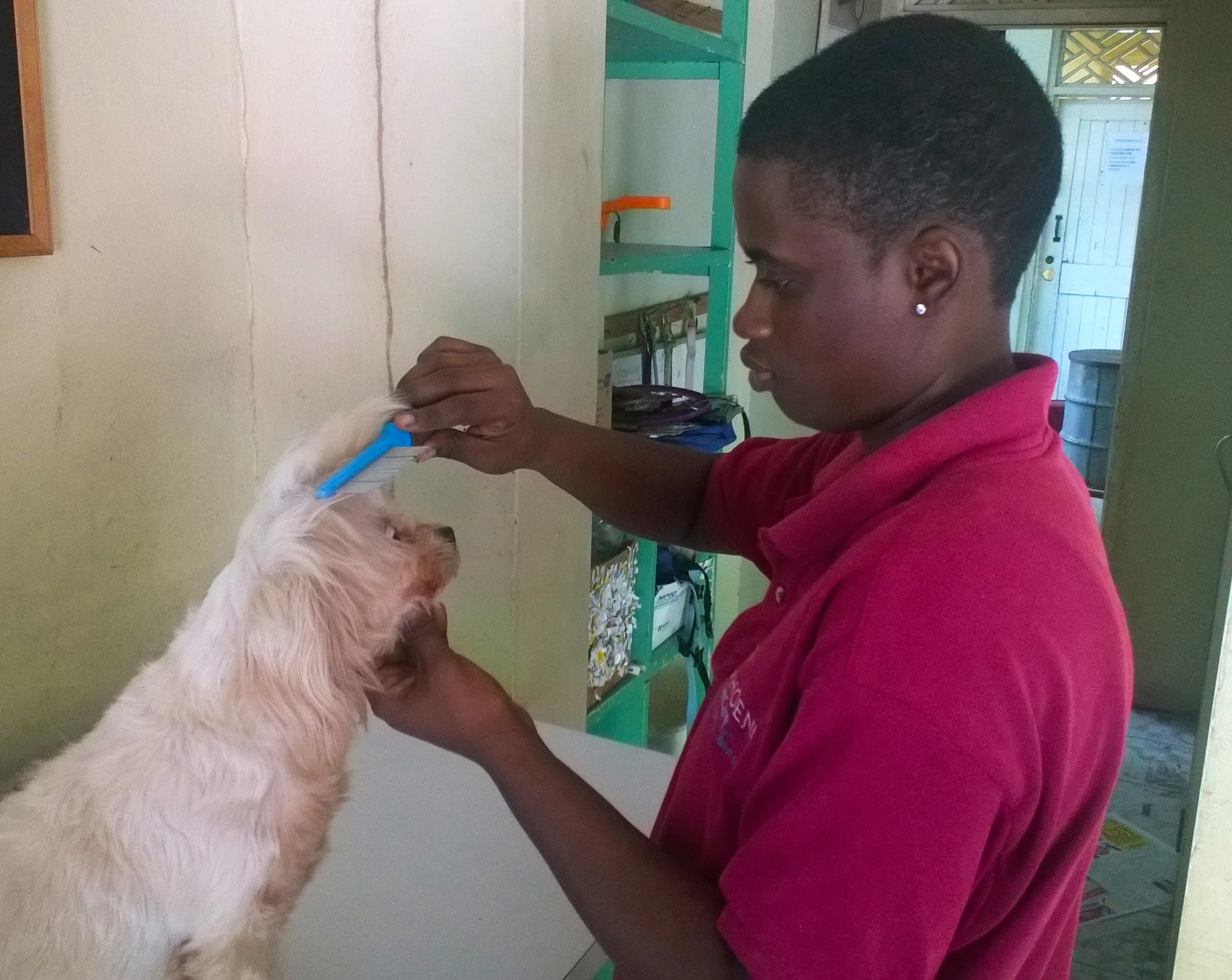Kingston Phoenix Vetcare