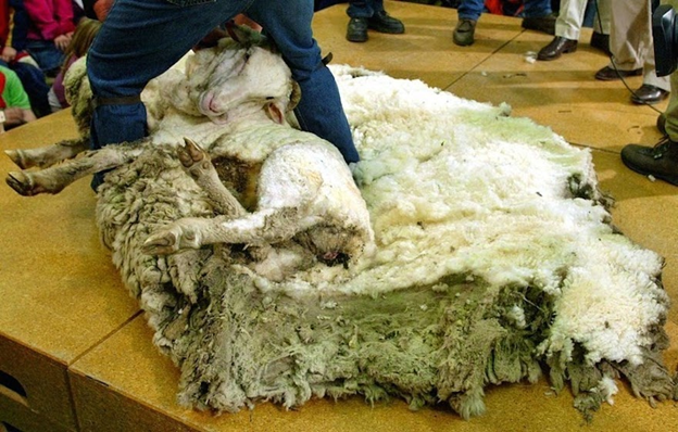 Shrek the Sheep shearing.png