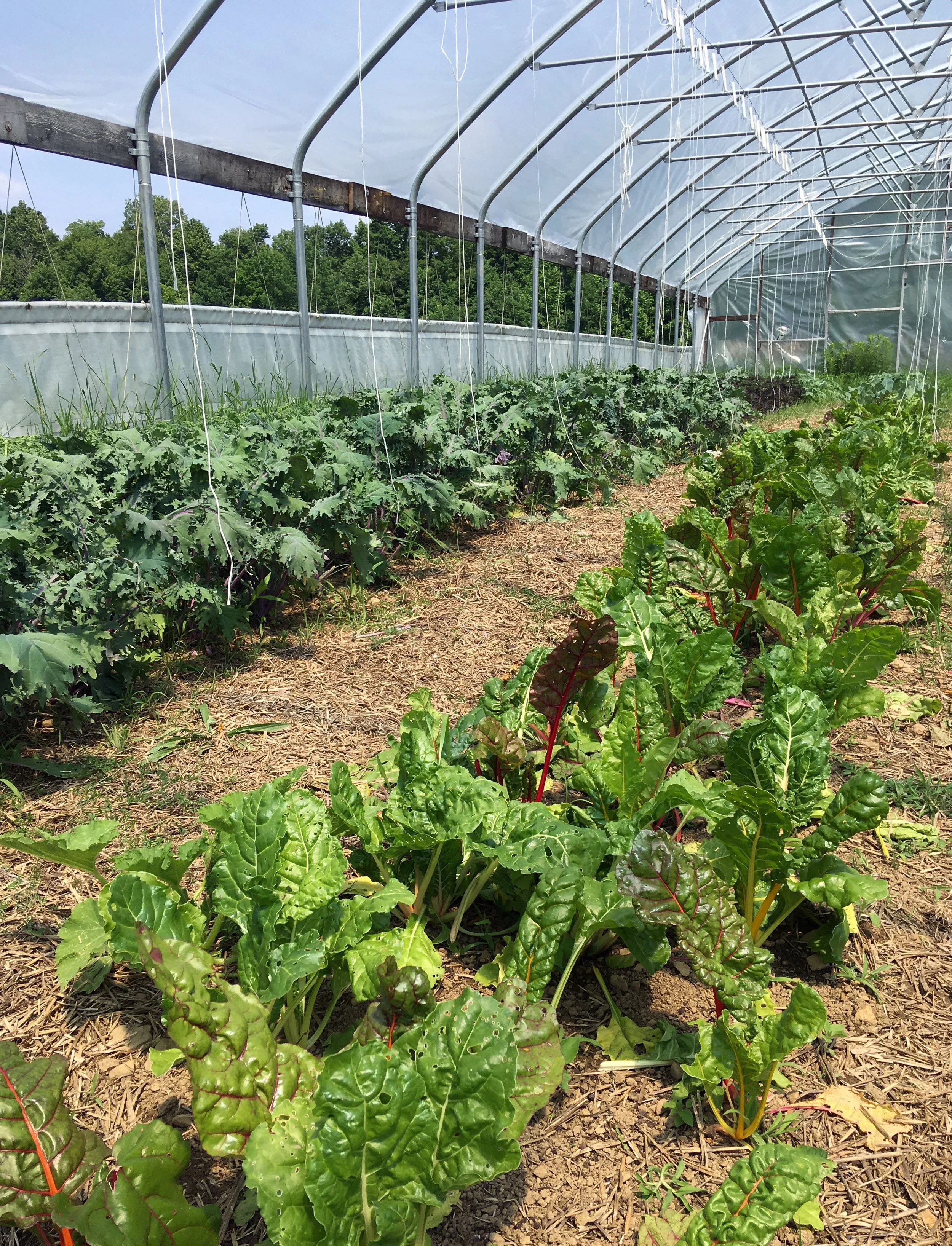 Community Yoga at Sarvodaya Farms