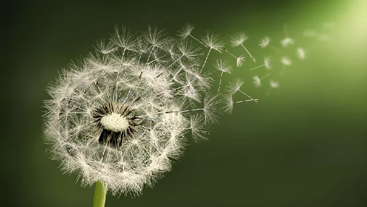 Spring Equinox Healing Chants