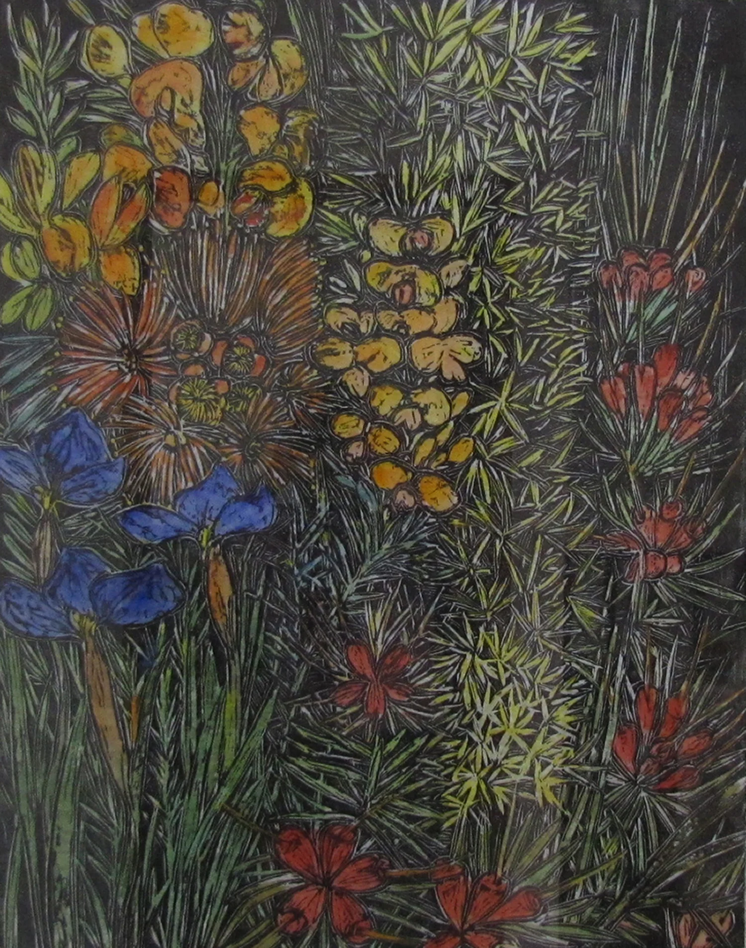 Mountain devil grevillea with egg and bacon pea, native iris and kunzia. 2008