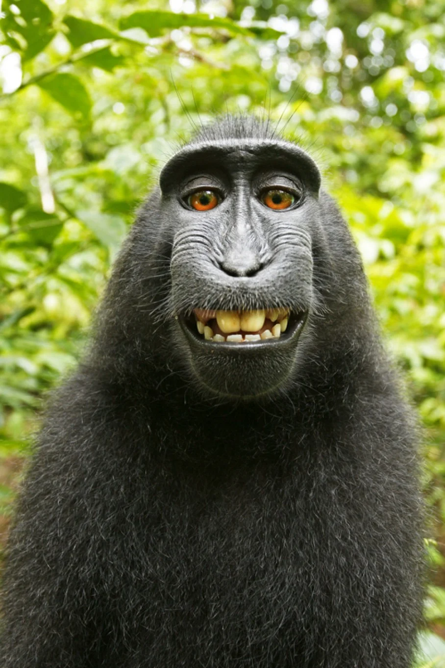 Monkeys, Selfies, and Copyrights