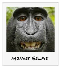 Monkeys, Selfies, and Copyrights, Part 2