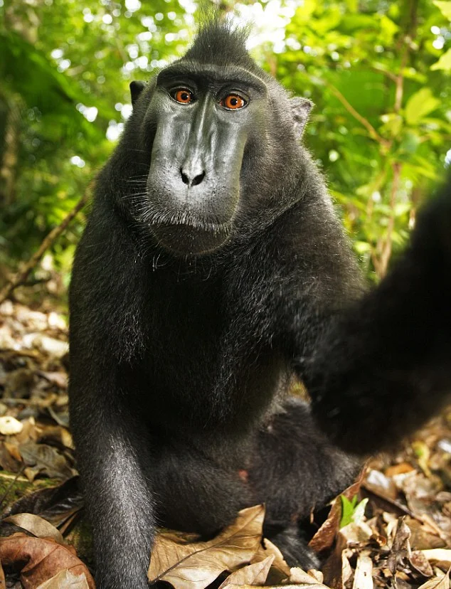 Monkeys, Selfies, and Copyrights, Part 3