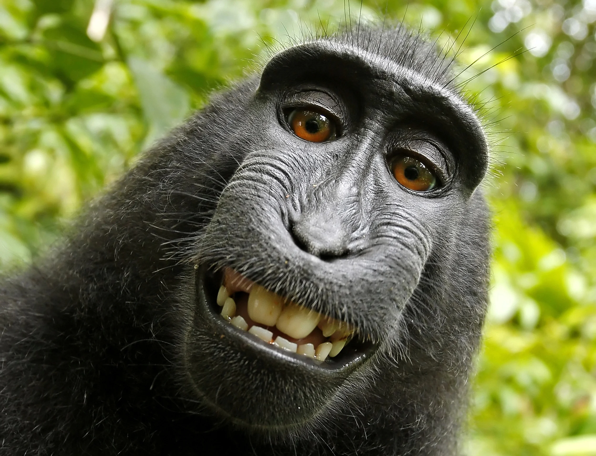 Monkeys, Selfies, and Copyrights, Part 4