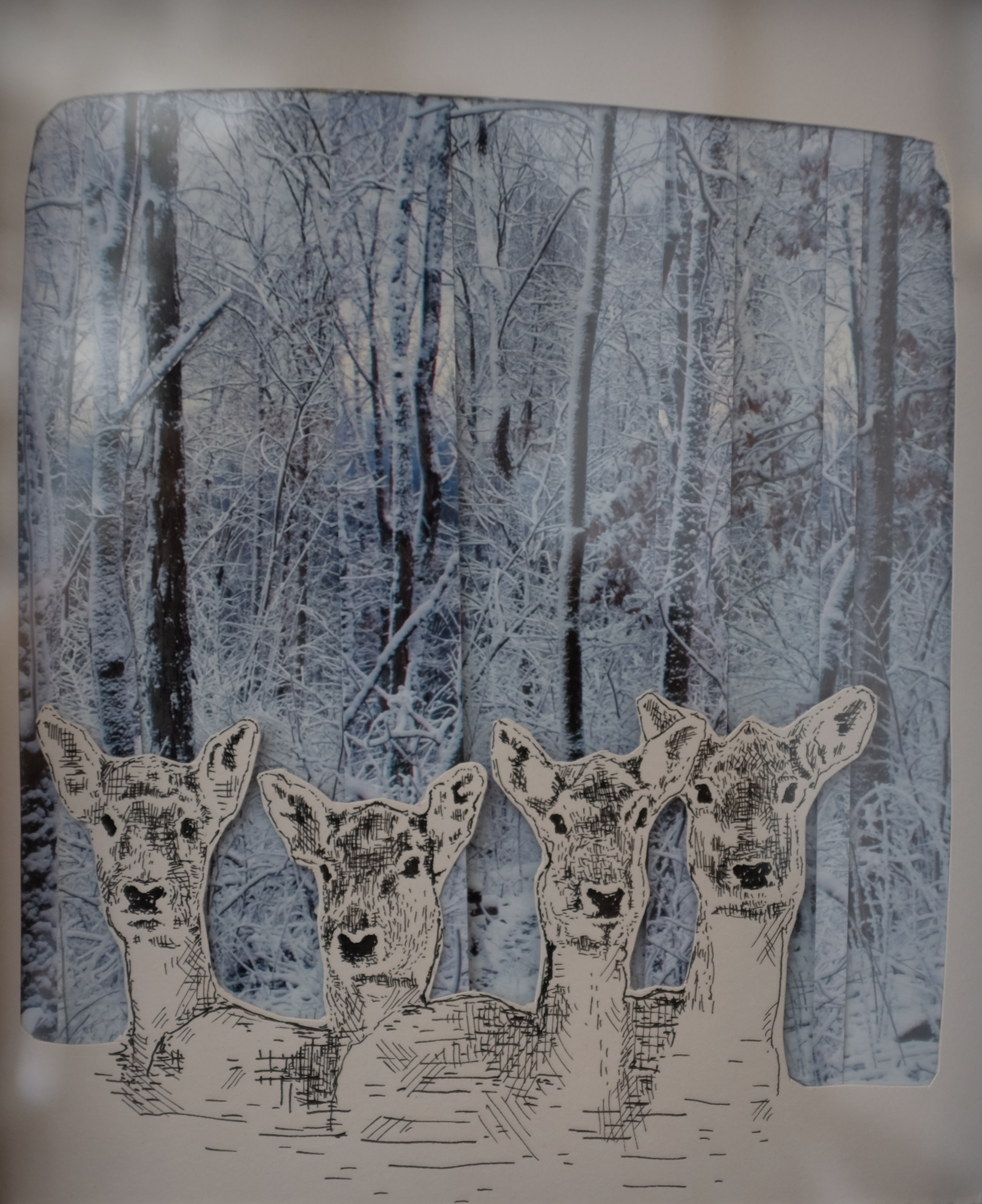 doe.jpg