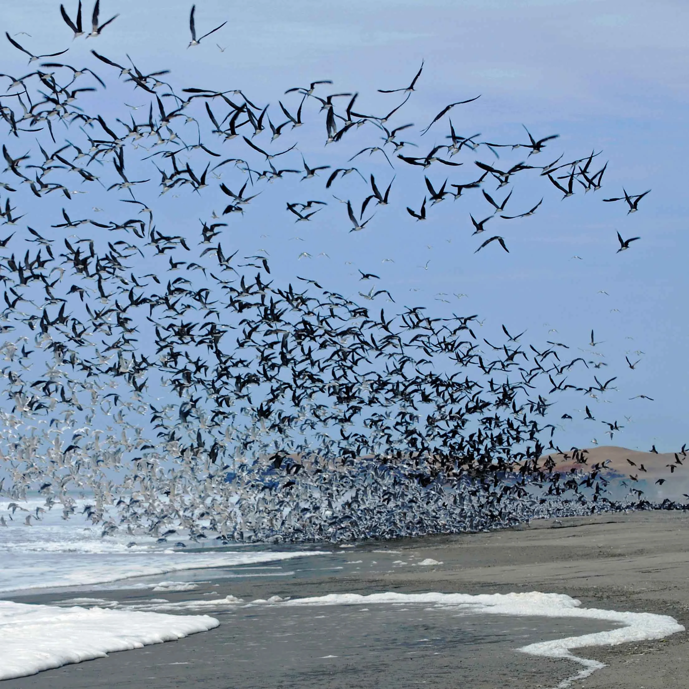 beach flock 04_compressed for email.jpg
