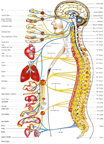 spine.png