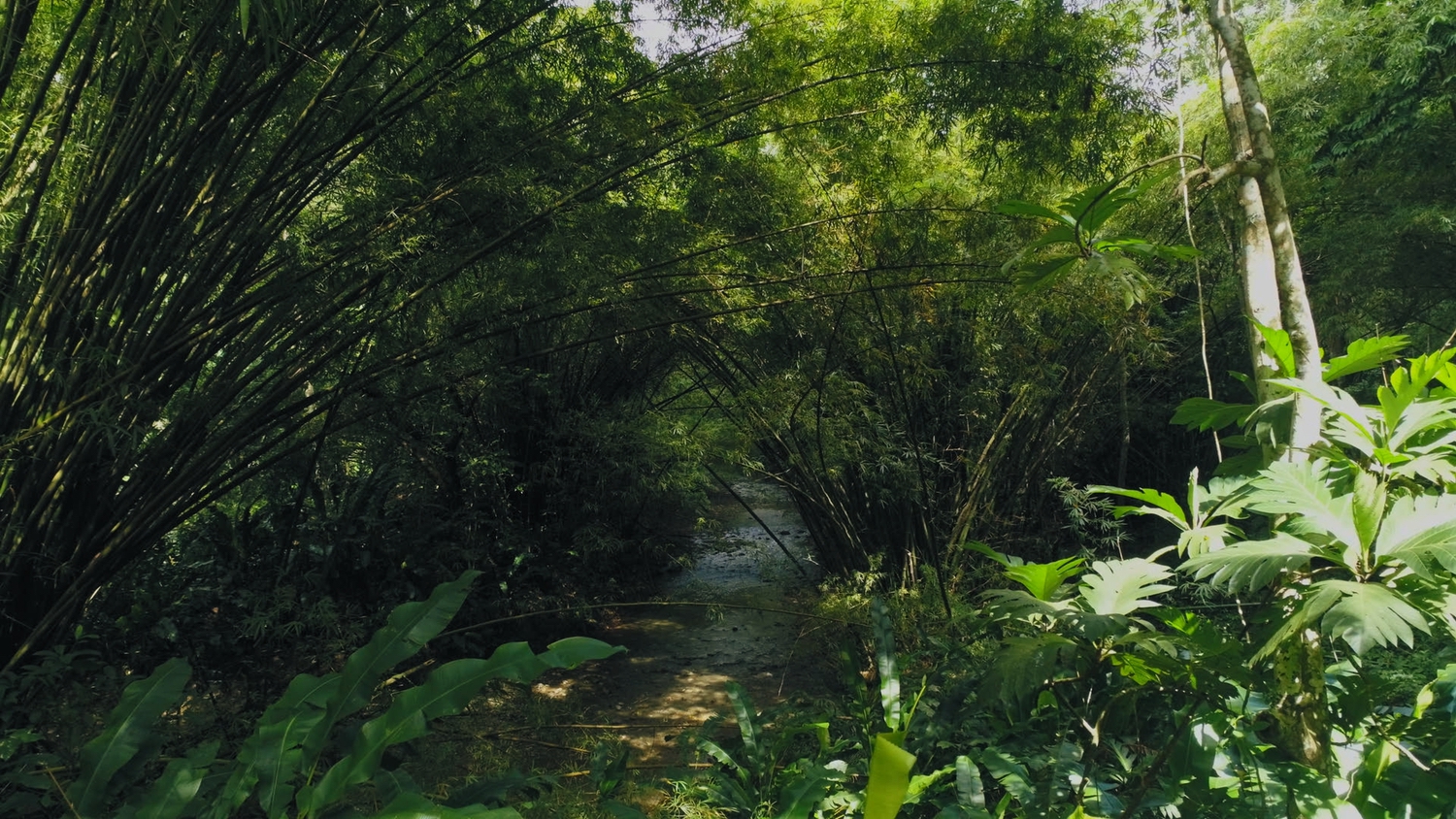 Tobago-InLove-Screen-Stills_12.6.1.jpg