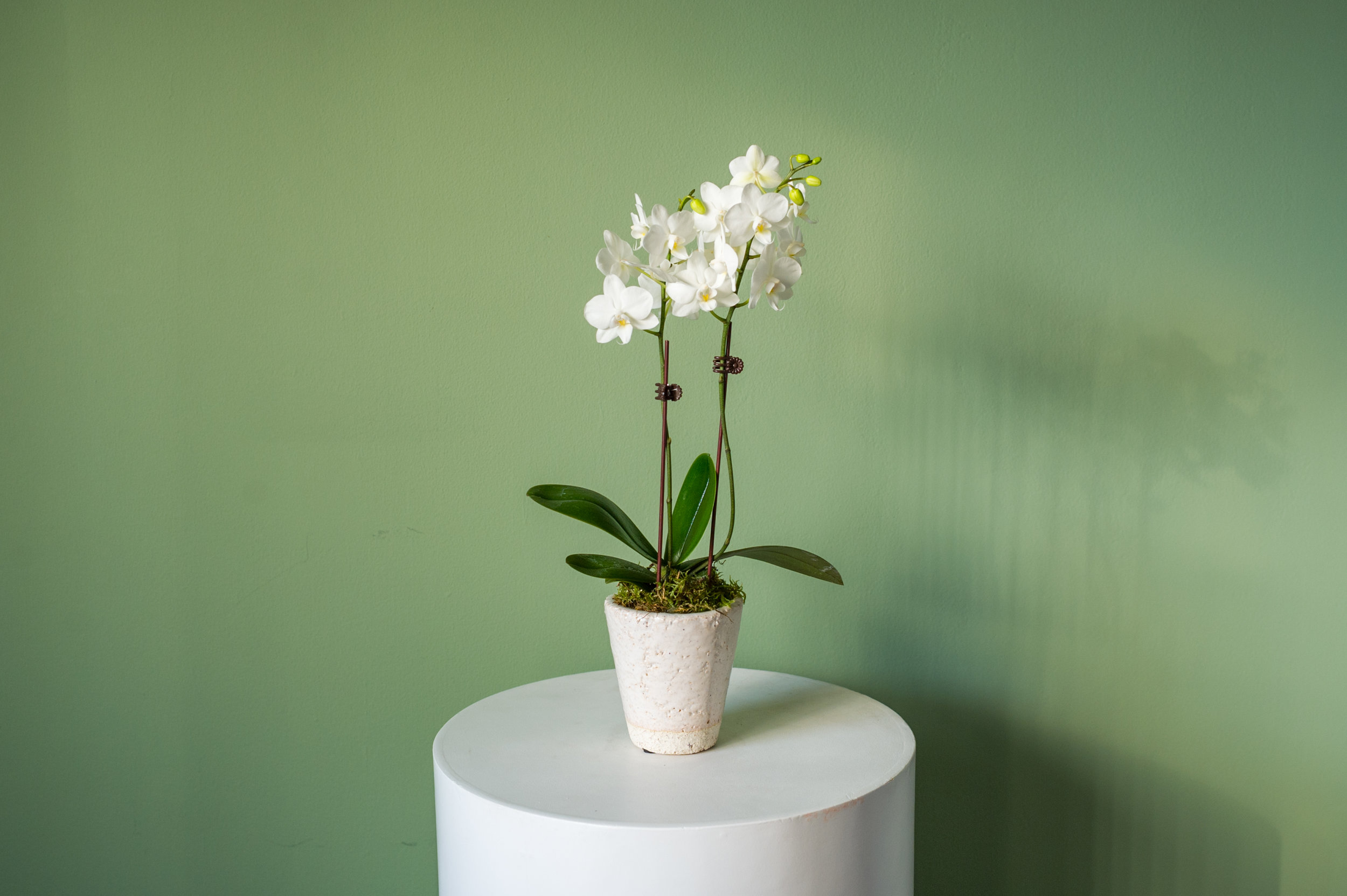 Caring for Your Orchid Friend A Beginners Guide — Singapore ...