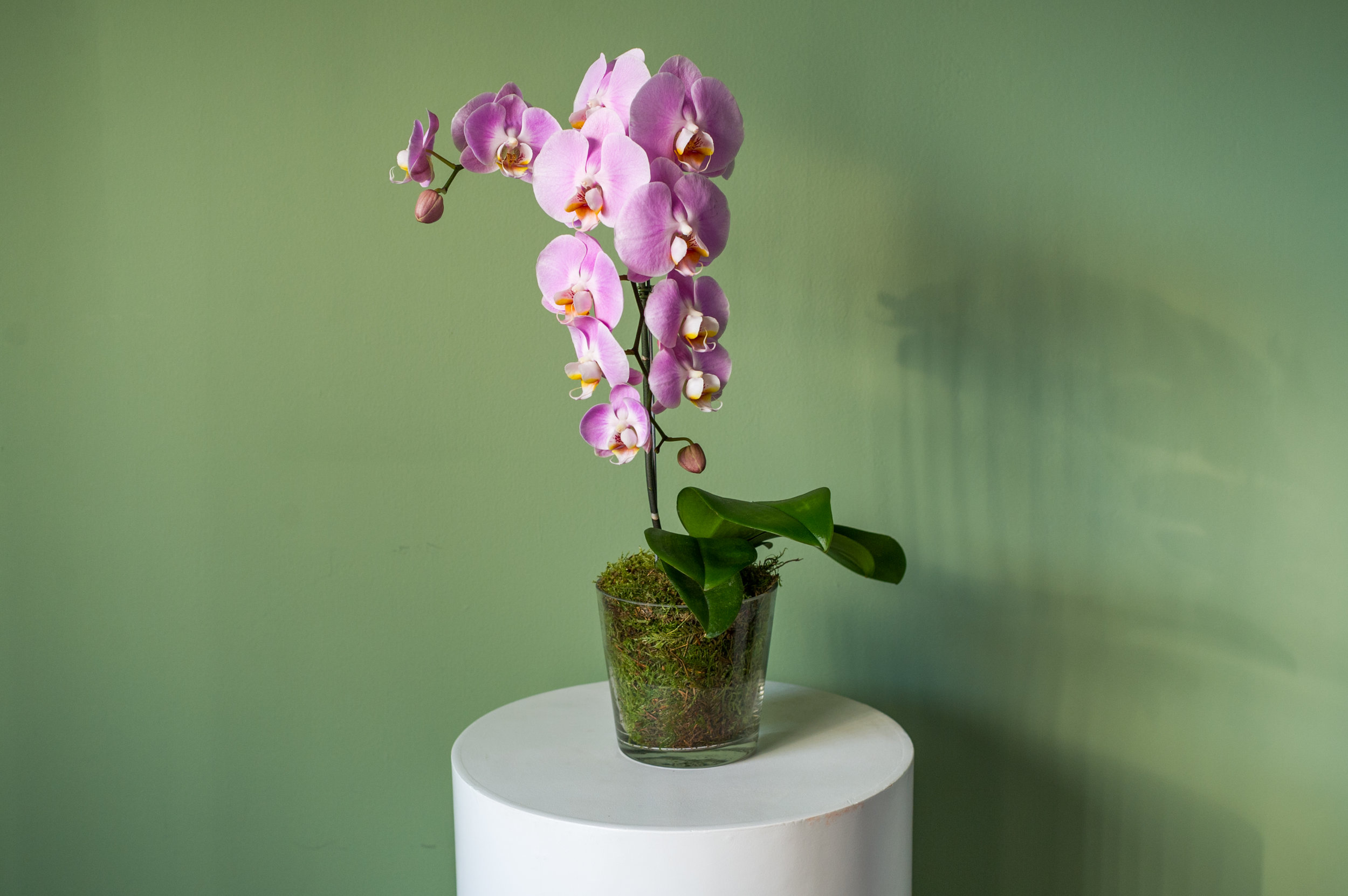 caring for your orchid friend (a beginners guide) — singapore