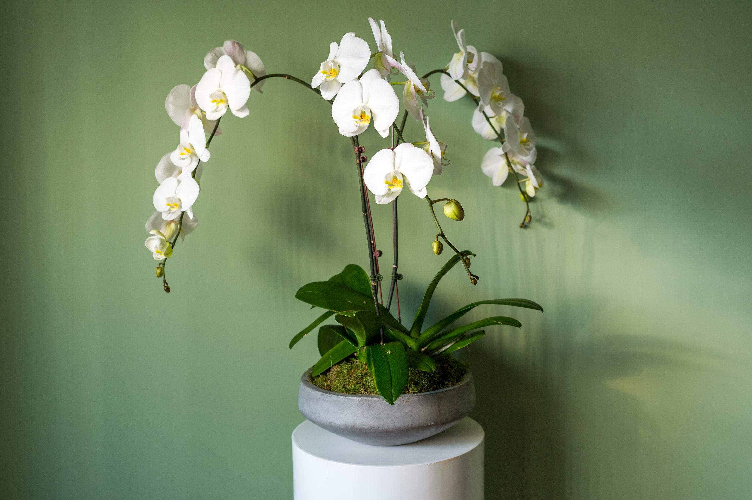 Caring for Your Orchid Friend A Beginners Guide — Singapore ...
