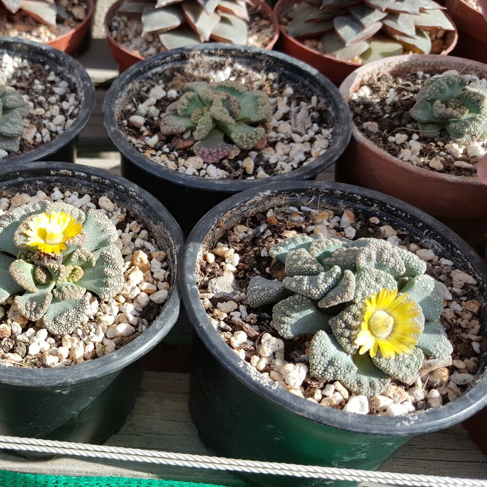 Titanopsis Calcarea