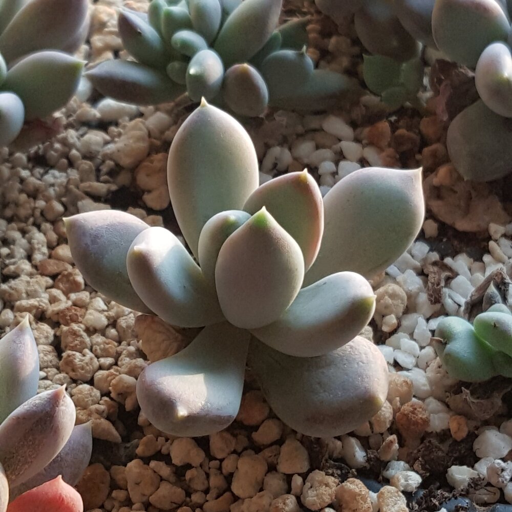 Graptoveria Moonglow